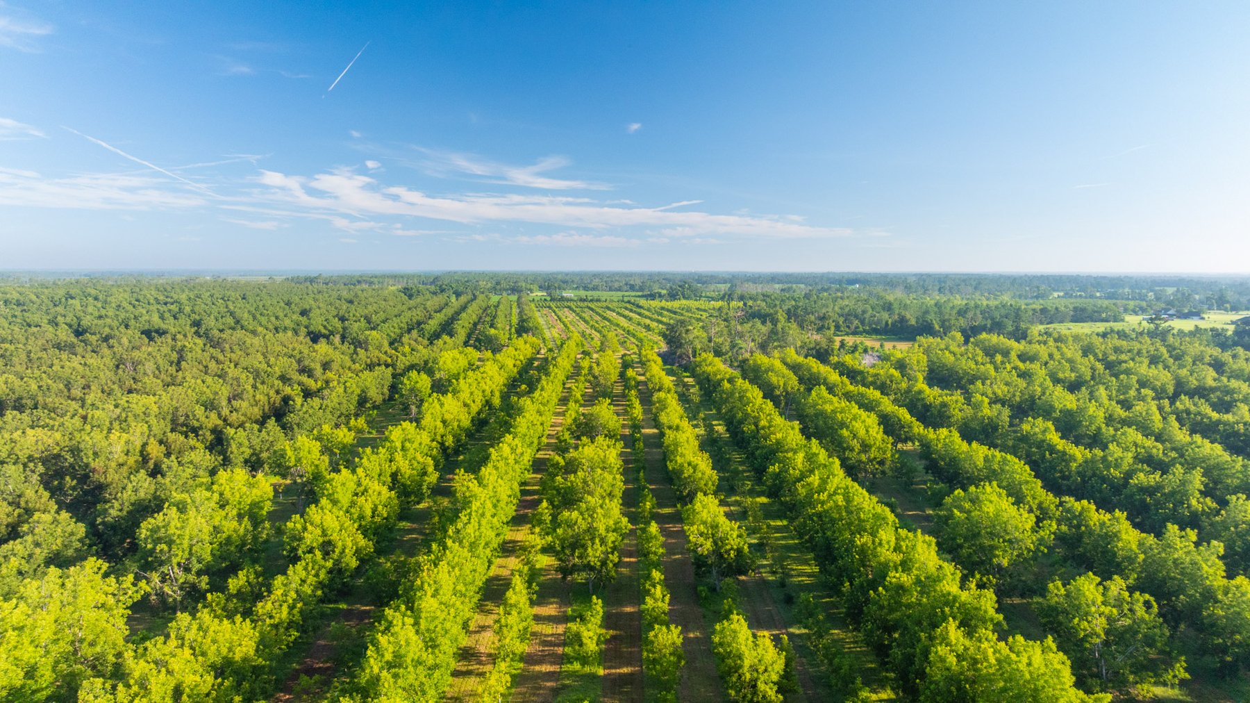 Image for 440± Acres - 7 Rock & Ganas Orchard - Exceptional Road Frontage w/ Mini-Farm Potential & Residential Lots - Irrigated Pecan Orchard with Strong Varieties