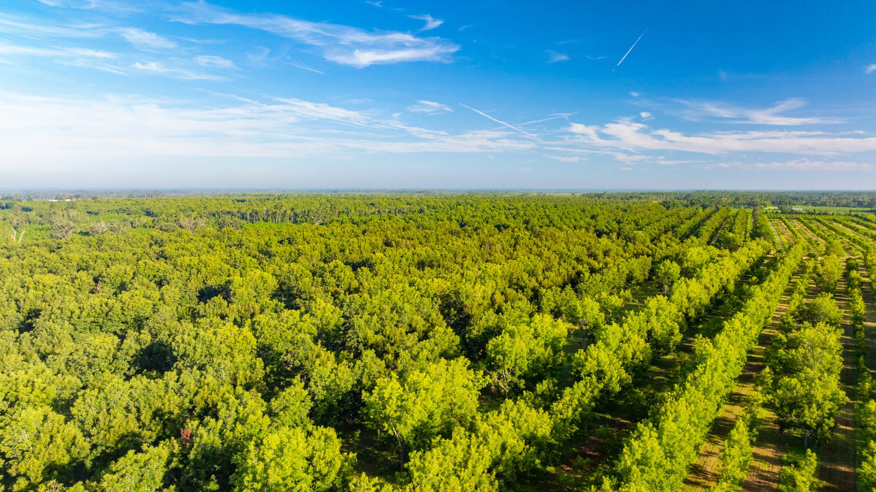 Image for 440± Acres - 7 Rock & Ganas Orchard - Exceptional Road Frontage w/ Mini-Farm Potential & Residential Lots - Irrigated Pecan Orchard with Strong Varieties