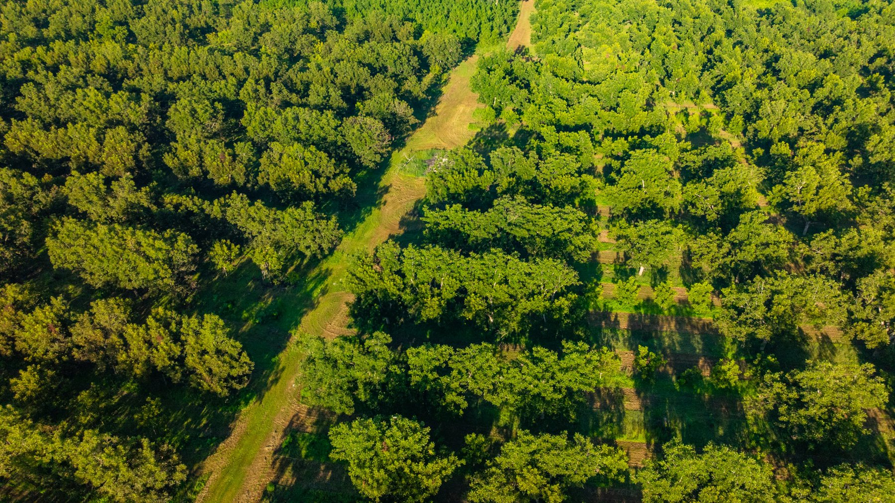 Image for 440± Acres - 7 Rock & Ganas Orchard - Exceptional Road Frontage w/ Mini-Farm Potential & Residential Lots - Irrigated Pecan Orchard with Strong Varieties