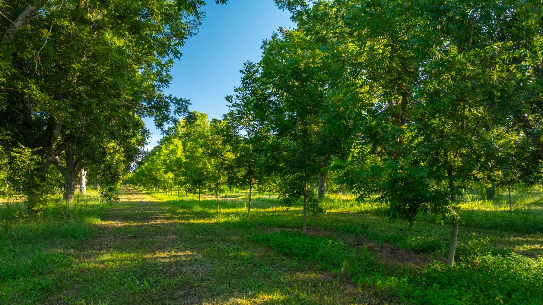 Image for 440± Acres - 7 Rock & Ganas Orchard - Exceptional Road Frontage w/ Mini-Farm Potential & Residential Lots - Irrigated Pecan Orchard with Strong Varieties