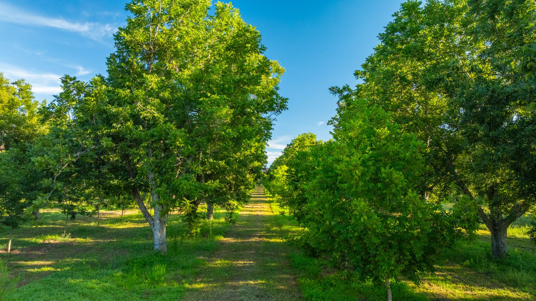 Image for 440± Acres - 7 Rock & Ganas Orchard - Exceptional Road Frontage w/ Mini-Farm Potential & Residential Lots - Irrigated Pecan Orchard with Strong Varieties