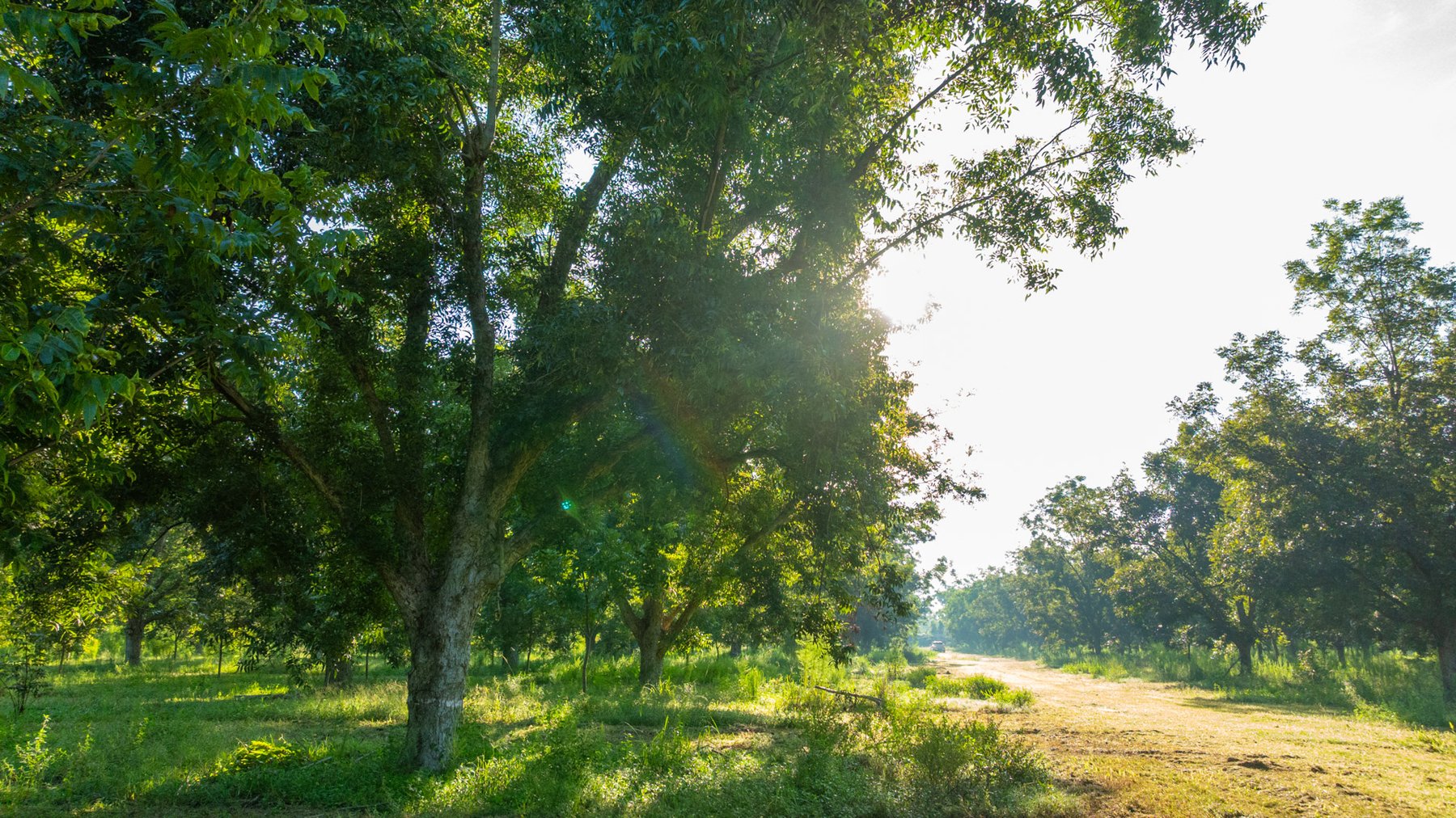 Image for 440± Acres - 7 Rock & Ganas Orchard - Exceptional Road Frontage w/ Mini-Farm Potential & Residential Lots - Irrigated Pecan Orchard with Strong Varieties