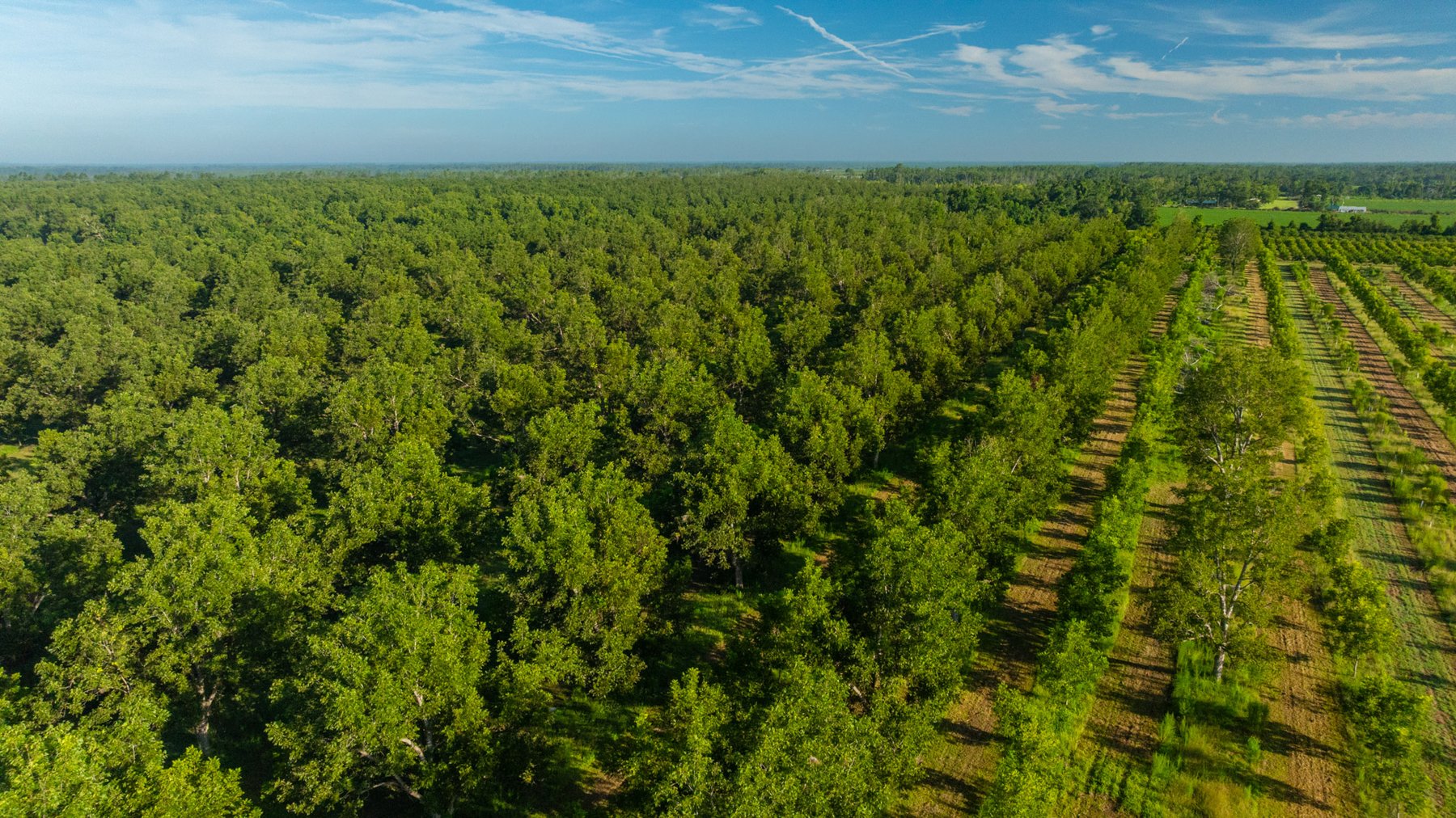 Image for 440± Acres - 7 Rock & Ganas Orchard - Exceptional Road Frontage w/ Mini-Farm Potential & Residential Lots - Irrigated Pecan Orchard with Strong Varieties