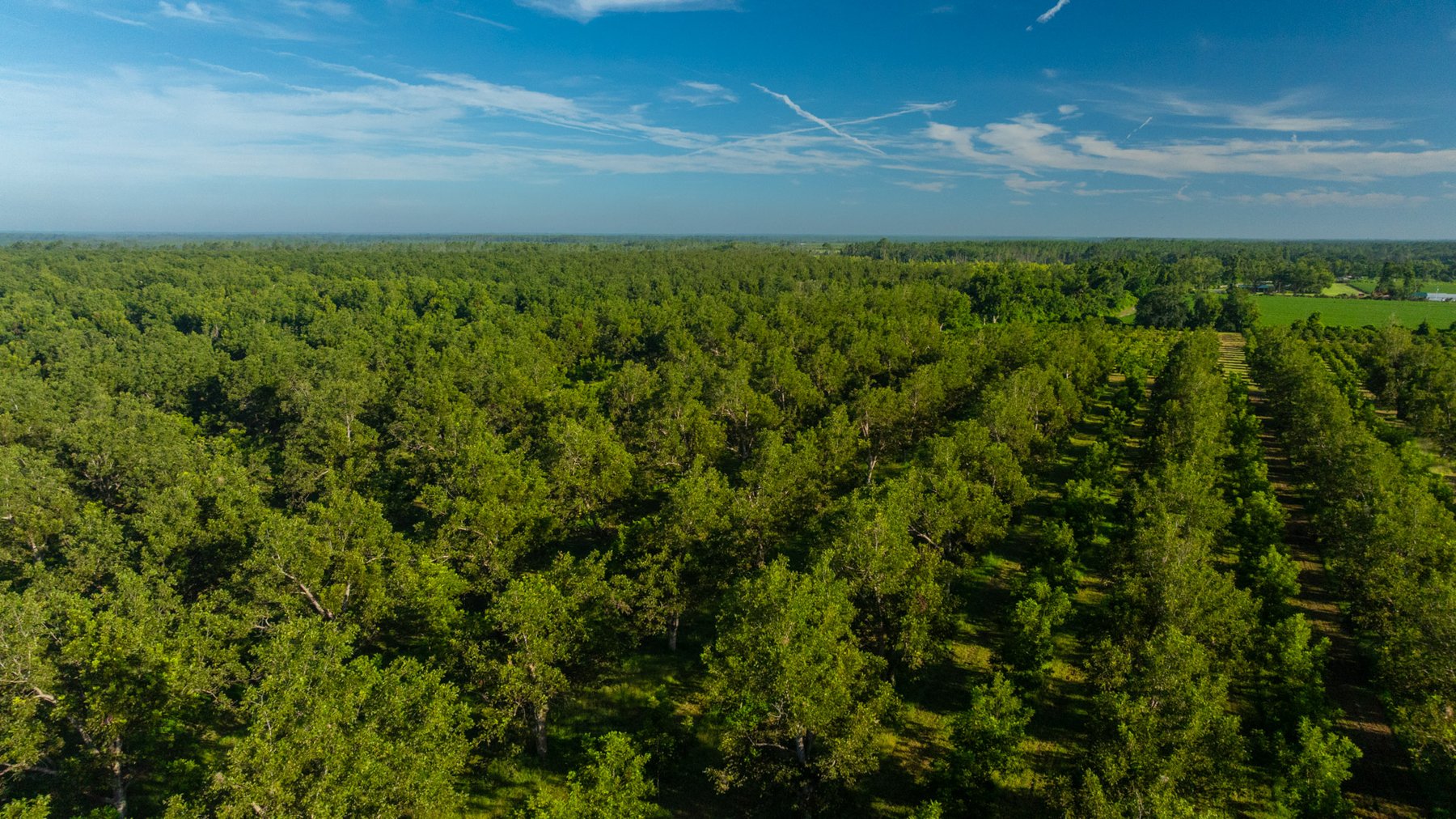 Image for 440± Acres - 7 Rock & Ganas Orchard - Exceptional Road Frontage w/ Mini-Farm Potential & Residential Lots - Irrigated Pecan Orchard with Strong Varieties