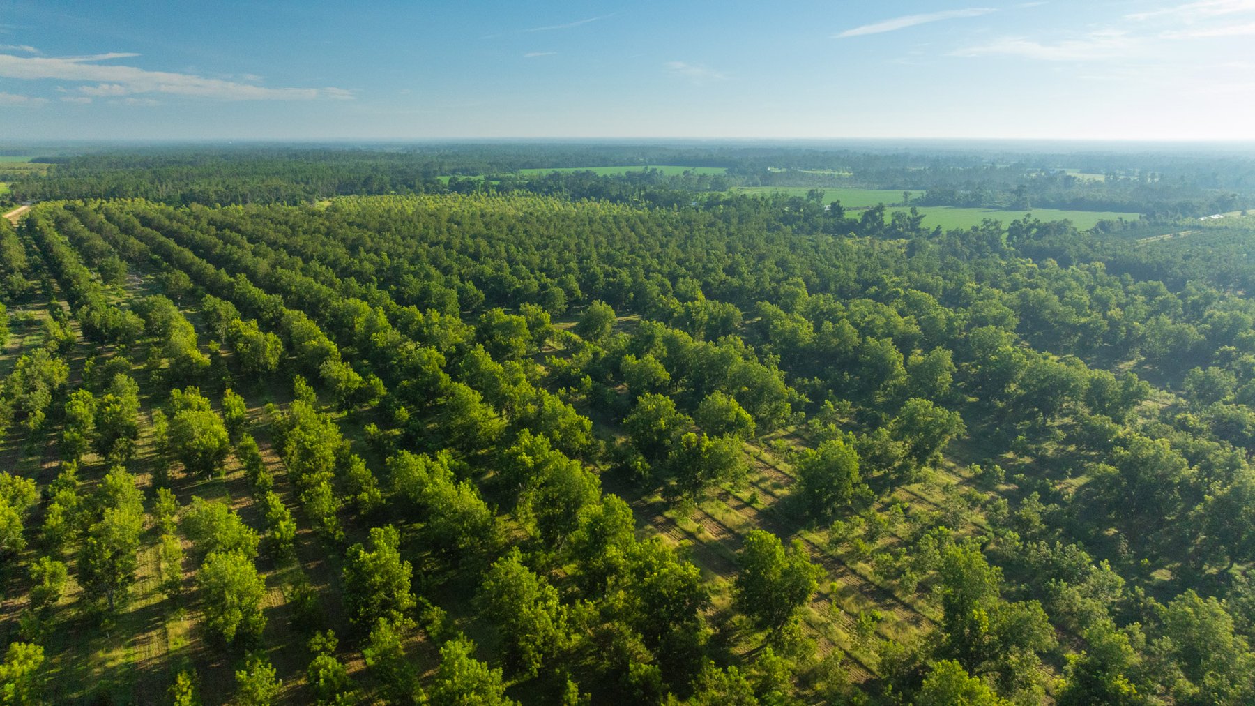 Image for 440± Acres - 7 Rock & Ganas Orchard - Exceptional Road Frontage w/ Mini-Farm Potential & Residential Lots - Irrigated Pecan Orchard with Strong Varieties