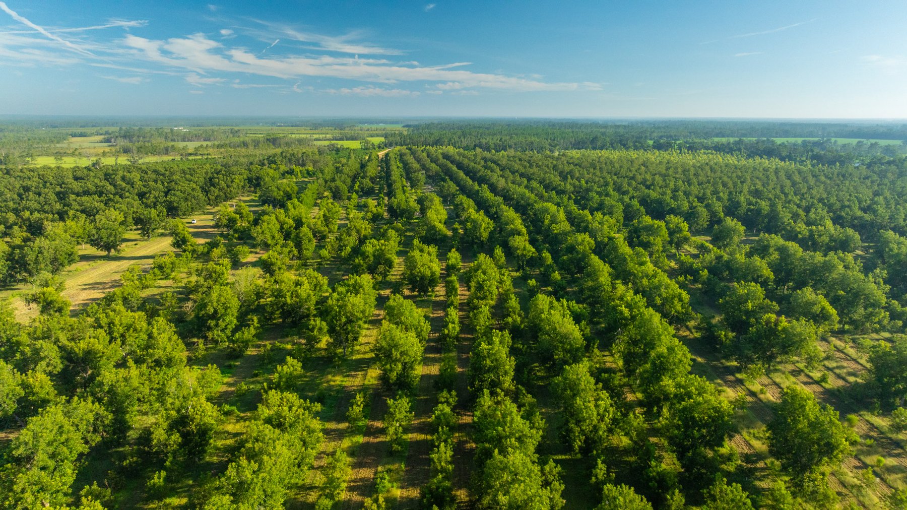 Image for 440± Acres - 7 Rock & Ganas Orchard - Exceptional Road Frontage w/ Mini-Farm Potential & Residential Lots - Irrigated Pecan Orchard with Strong Varieties