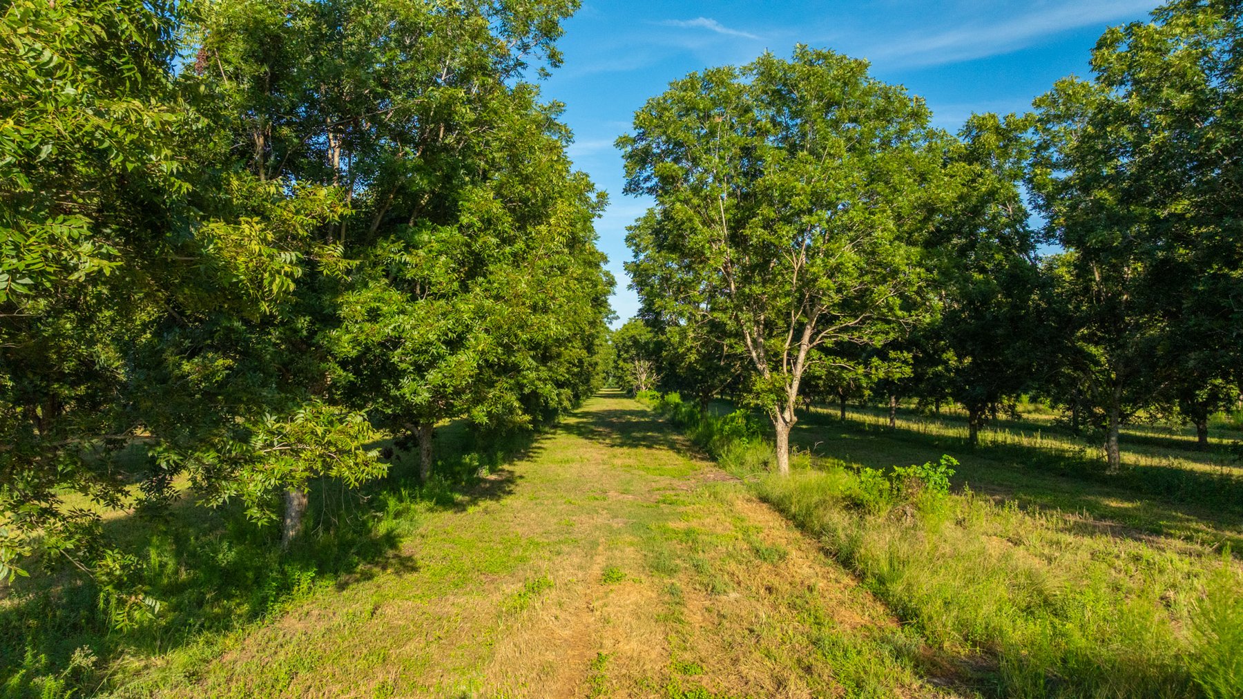 Image for 440± Acres - 7 Rock & Ganas Orchard - Exceptional Road Frontage w/ Mini-Farm Potential & Residential Lots - Irrigated Pecan Orchard with Strong Varieties