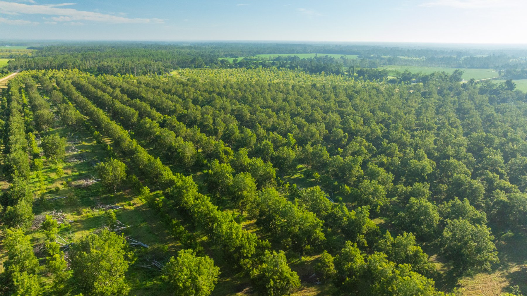 Image for 440± Acres - 7 Rock & Ganas Orchard - Exceptional Road Frontage w/ Mini-Farm Potential & Residential Lots - Irrigated Pecan Orchard with Strong Varieties