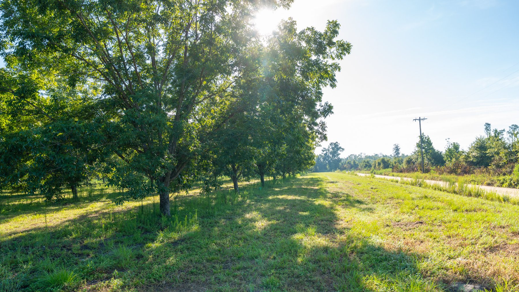 Image for 440± Acres - 7 Rock & Ganas Orchard - Exceptional Road Frontage w/ Mini-Farm Potential & Residential Lots - Irrigated Pecan Orchard with Strong Varieties