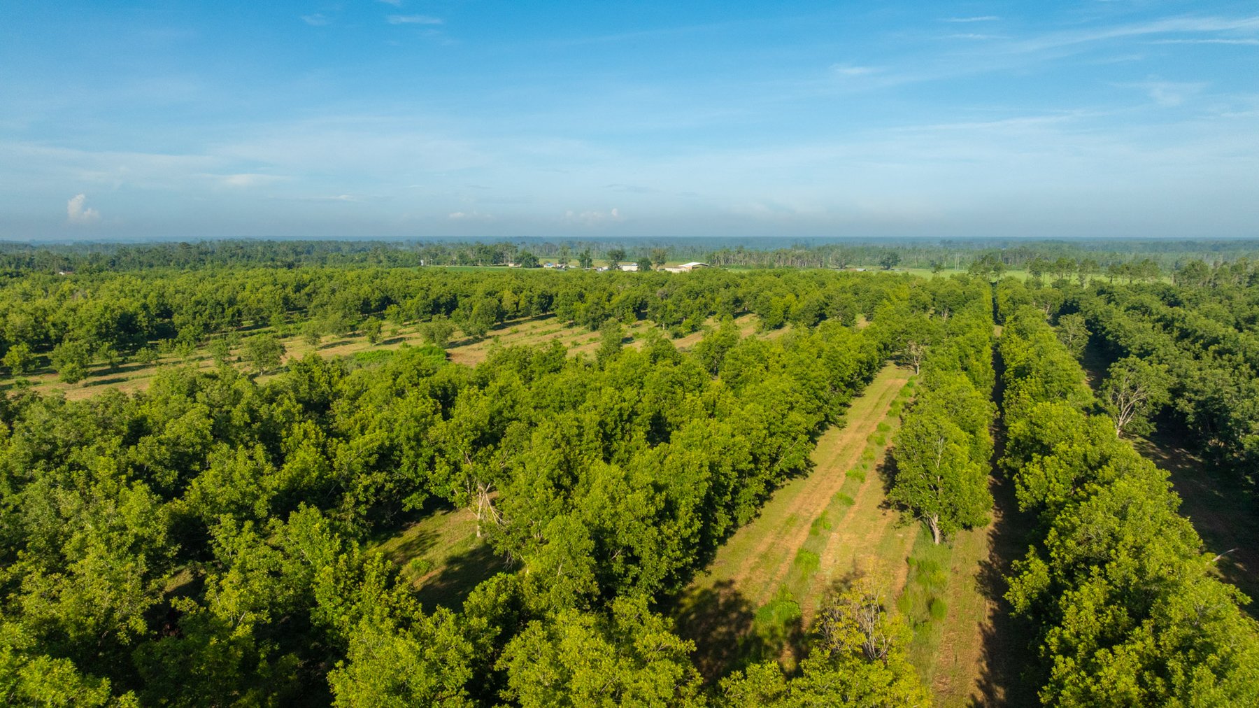 Image for 440± Acres - 7 Rock & Ganas Orchard - Exceptional Road Frontage w/ Mini-Farm Potential & Residential Lots - Irrigated Pecan Orchard with Strong Varieties