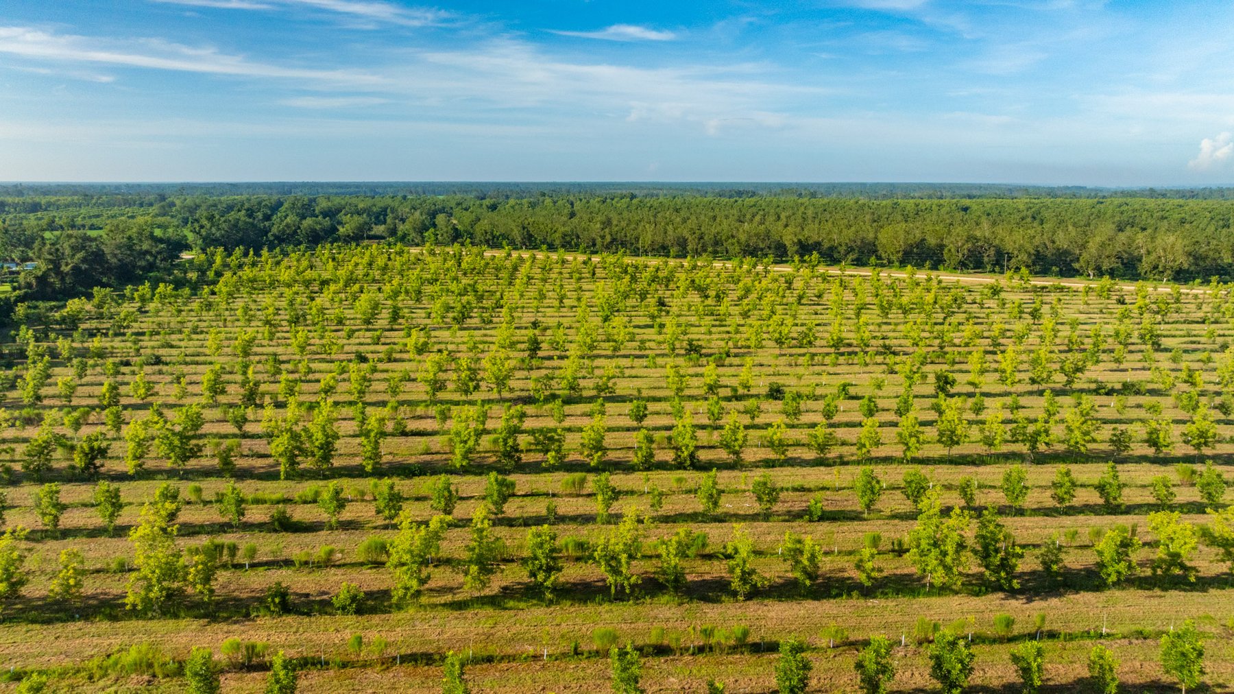 Image for 440± Acres - 7 Rock & Ganas Orchard - Exceptional Road Frontage w/ Mini-Farm Potential & Residential Lots - Irrigated Pecan Orchard with Strong Varieties