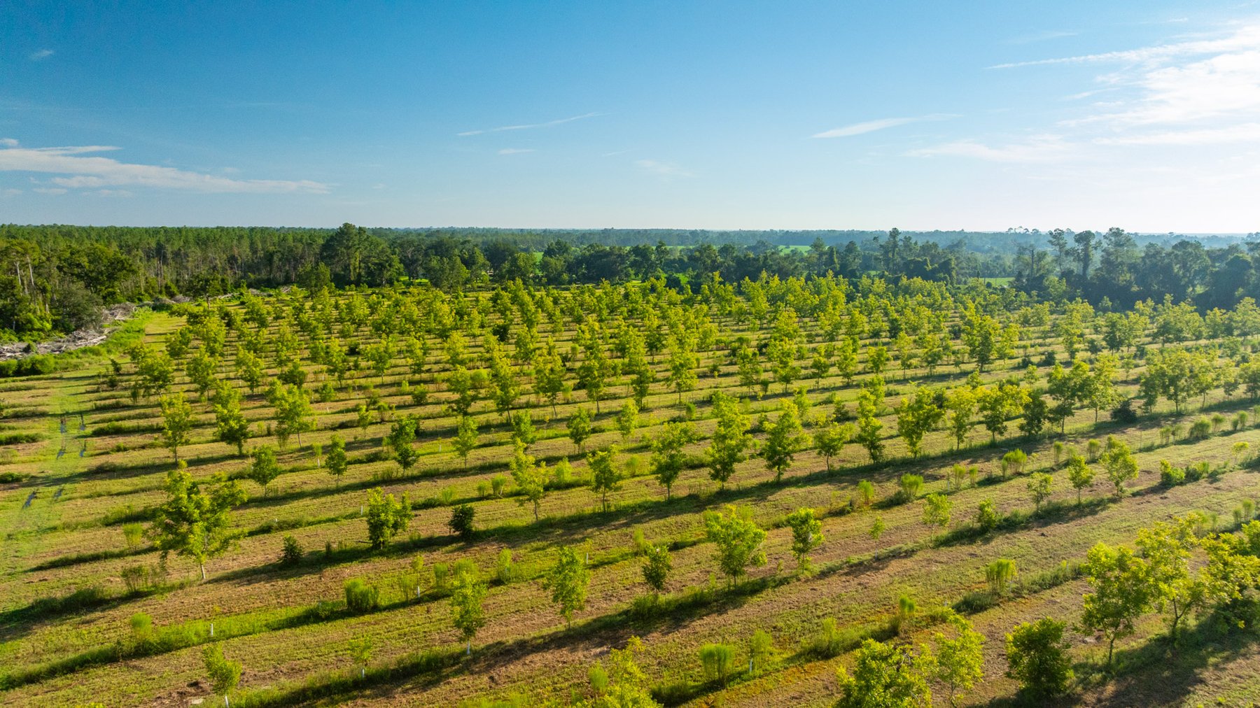 Image for 440± Acres - 7 Rock & Ganas Orchard - Exceptional Road Frontage w/ Mini-Farm Potential & Residential Lots - Irrigated Pecan Orchard with Strong Varieties