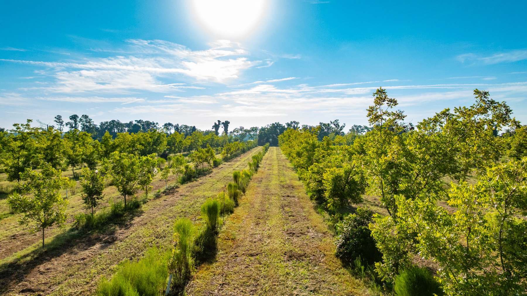 Image for 440± Acres - 7 Rock & Ganas Orchard - Exceptional Road Frontage w/ Mini-Farm Potential & Residential Lots - Irrigated Pecan Orchard with Strong Varieties