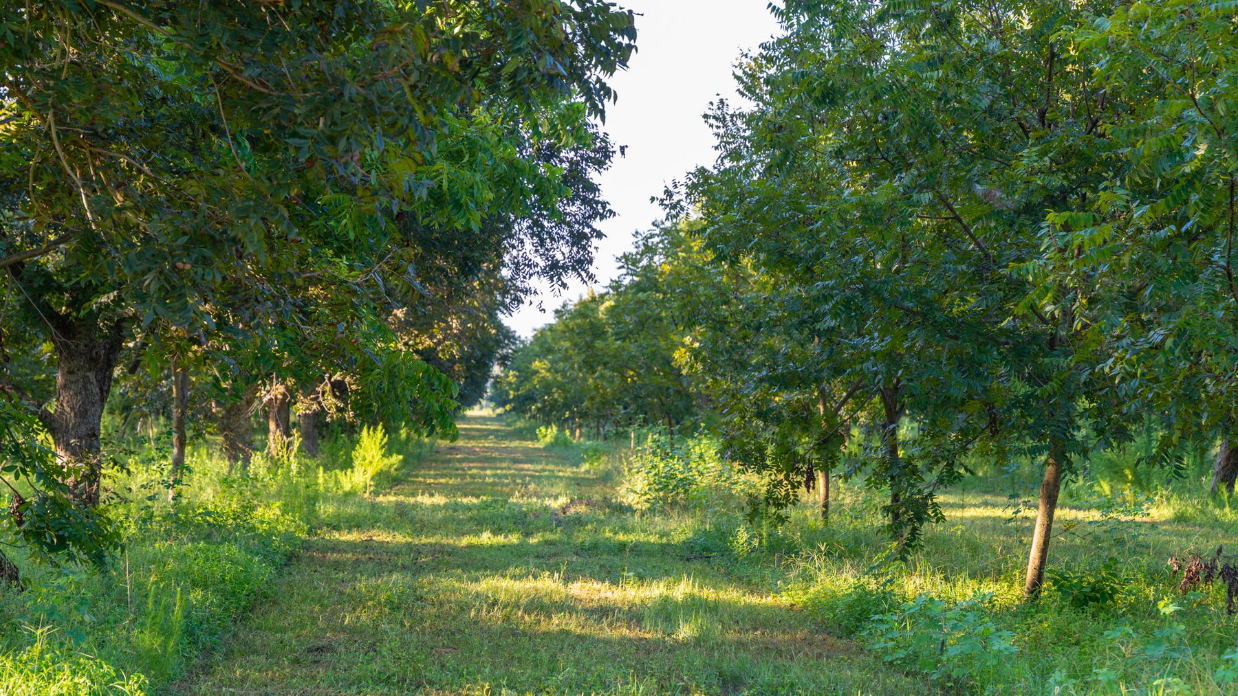 Image for 440± Acres - 7 Rock & Ganas Orchard - Exceptional Road Frontage w/ Mini-Farm Potential & Residential Lots - Irrigated Pecan Orchard with Strong Varieties
