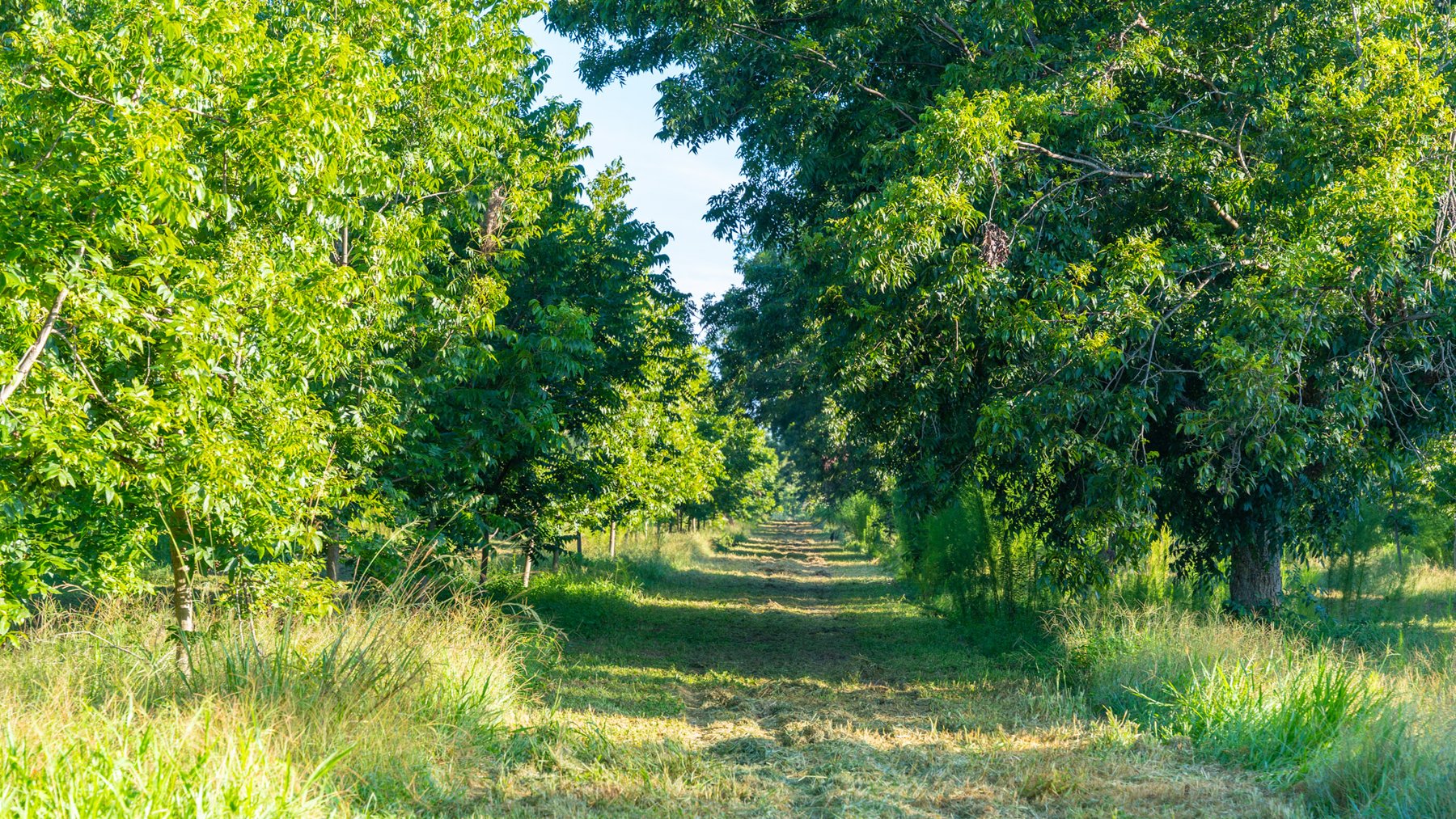 Image for 440± Acres - 7 Rock & Ganas Orchard - Exceptional Road Frontage w/ Mini-Farm Potential & Residential Lots - Irrigated Pecan Orchard with Strong Varieties