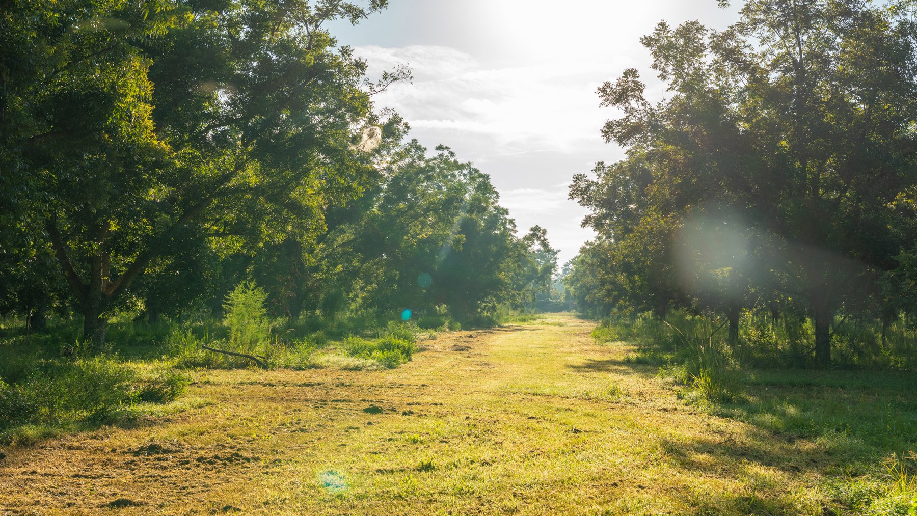 Image for 440± Acres - 7 Rock & Ganas Orchard - Exceptional Road Frontage w/ Mini-Farm Potential & Residential Lots - Irrigated Pecan Orchard with Strong Varieties