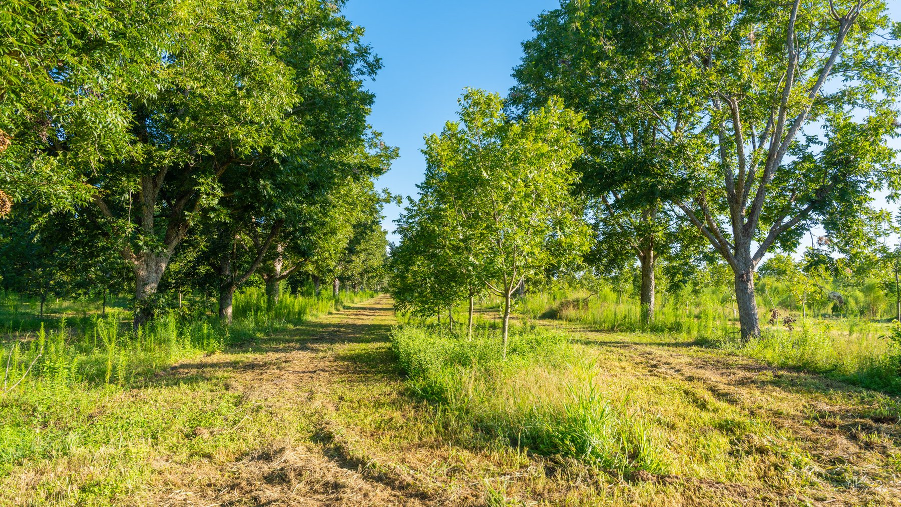 Image for 440± Acres - 7 Rock & Ganas Orchard - Exceptional Road Frontage w/ Mini-Farm Potential & Residential Lots - Irrigated Pecan Orchard with Strong Varieties