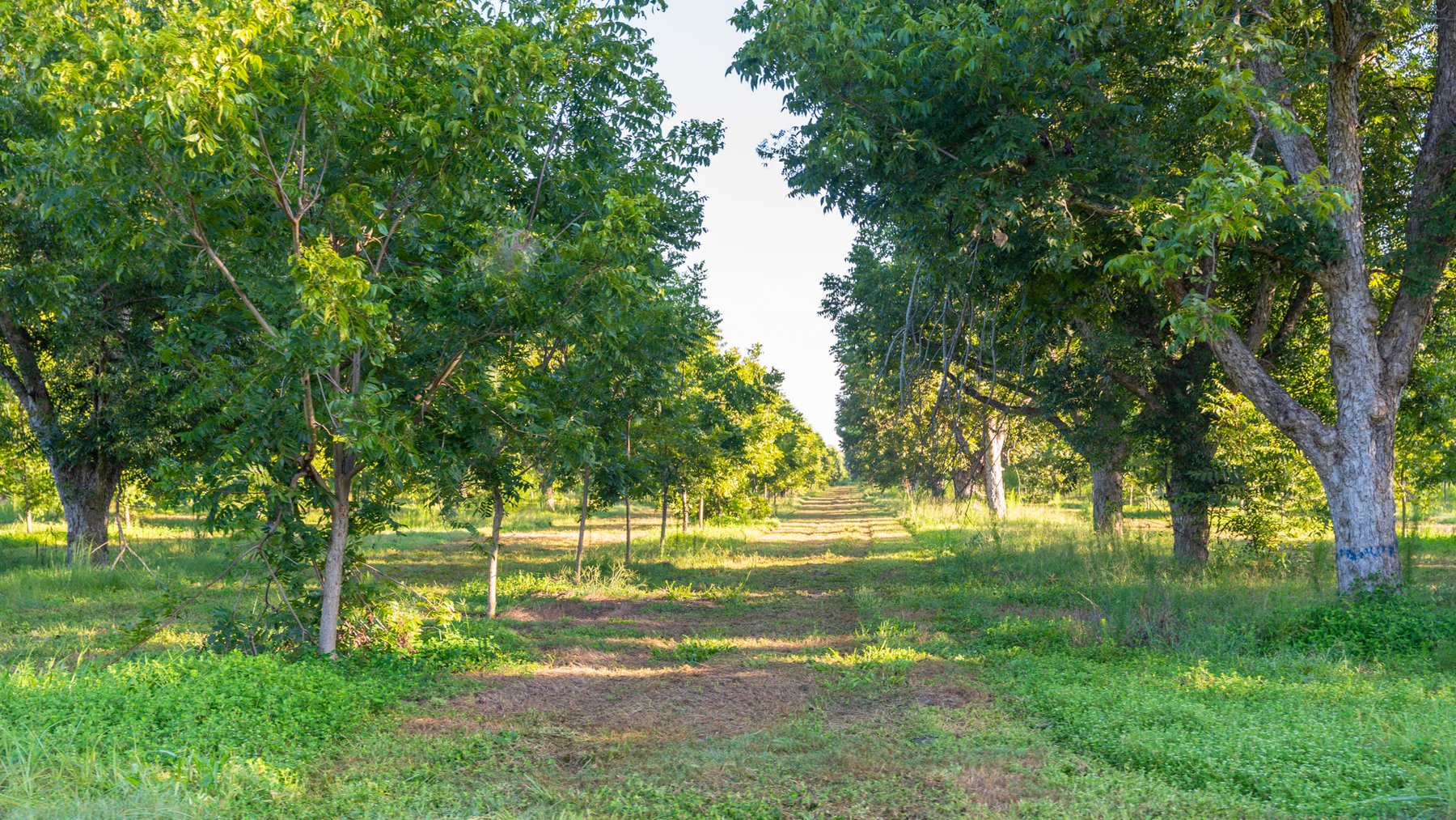 Image for 440± Acres - 7 Rock & Ganas Orchard - Exceptional Road Frontage w/ Mini-Farm Potential & Residential Lots - Irrigated Pecan Orchard with Strong Varieties