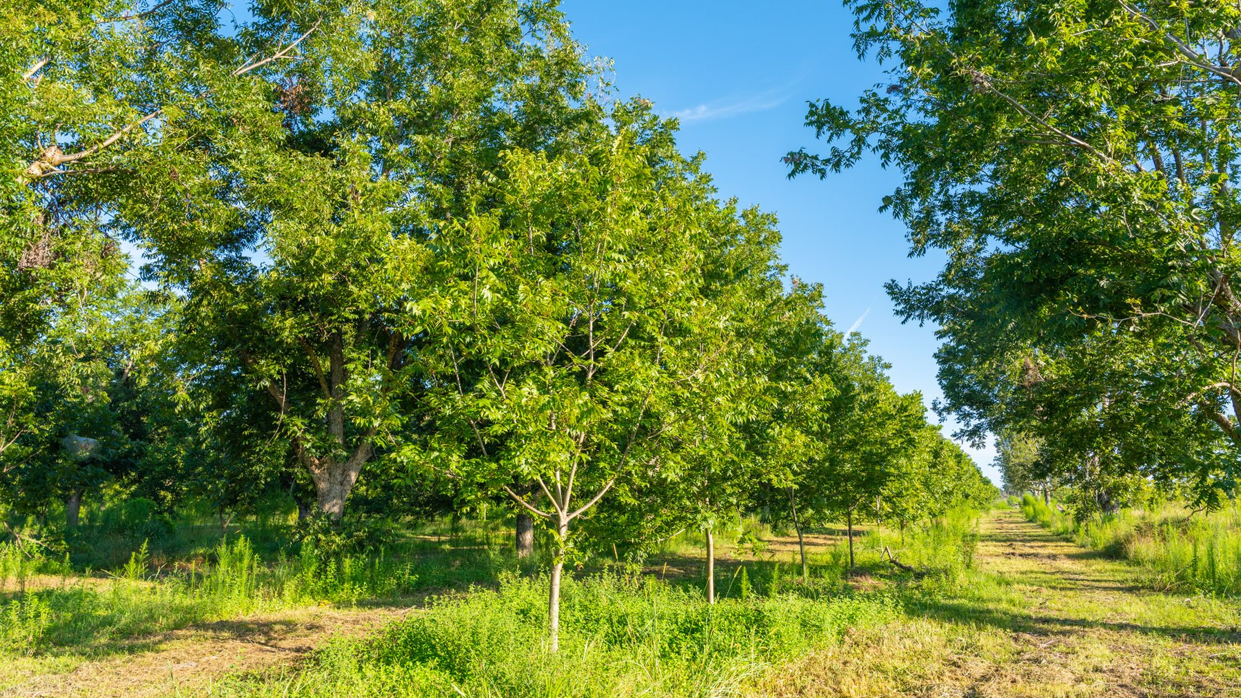 Image for 440± Acres - 7 Rock & Ganas Orchard - Exceptional Road Frontage w/ Mini-Farm Potential & Residential Lots - Irrigated Pecan Orchard with Strong Varieties