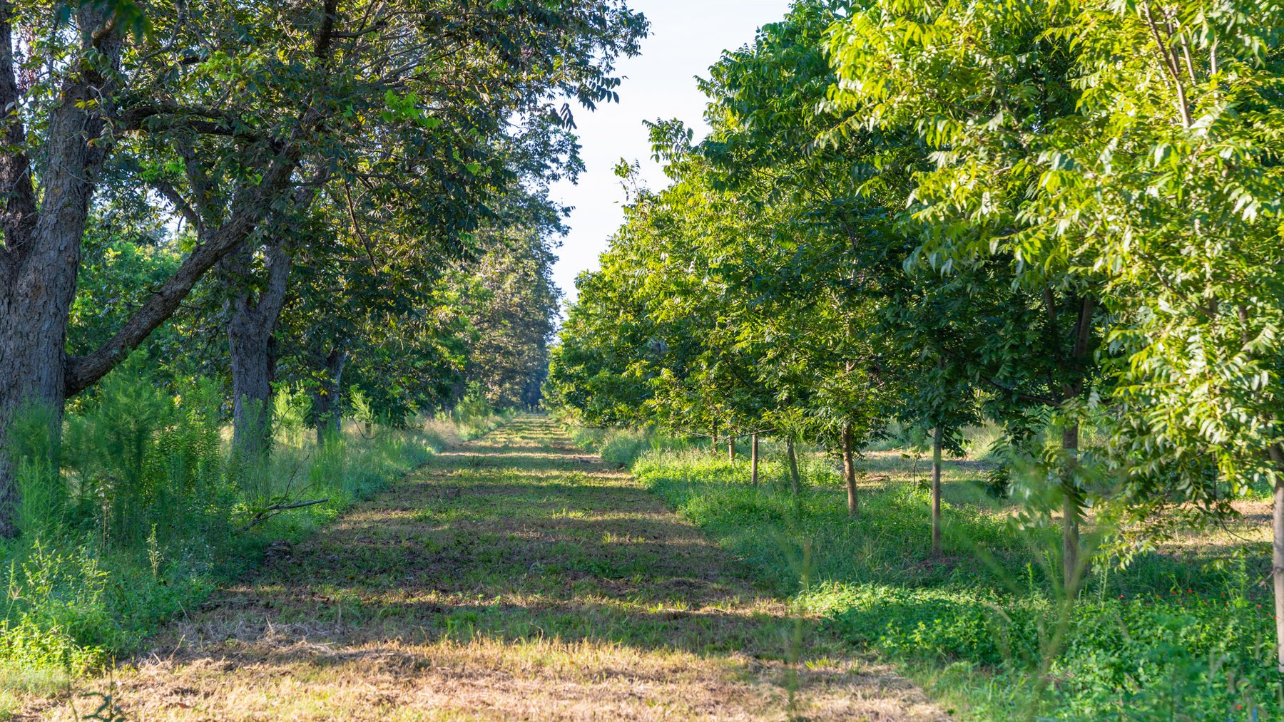 Image for 440± Acres - 7 Rock & Ganas Orchard - Exceptional Road Frontage w/ Mini-Farm Potential & Residential Lots - Irrigated Pecan Orchard with Strong Varieties