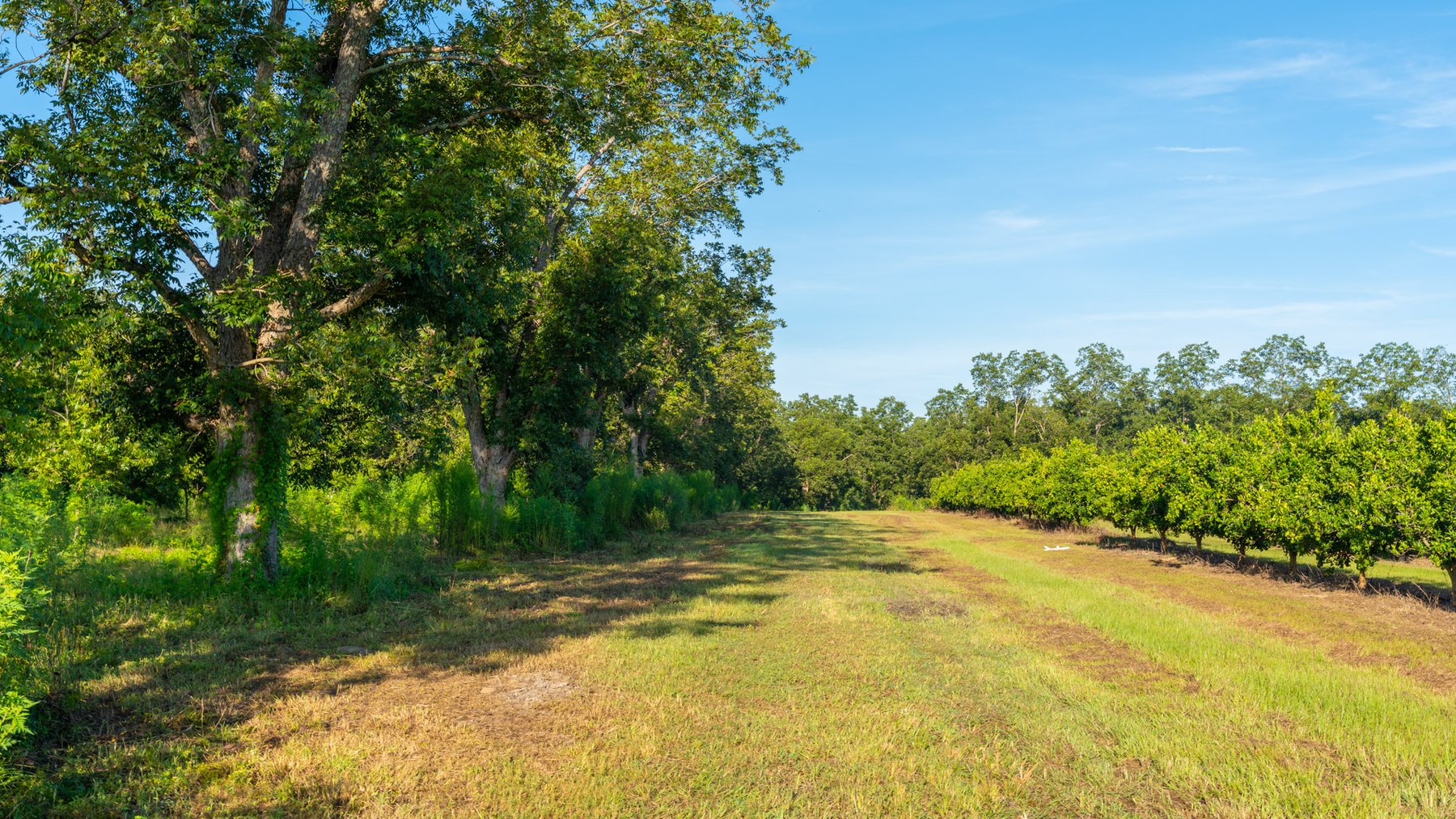Image for 440± Acres - 7 Rock & Ganas Orchard - Exceptional Road Frontage w/ Mini-Farm Potential & Residential Lots - Irrigated Pecan Orchard with Strong Varieties