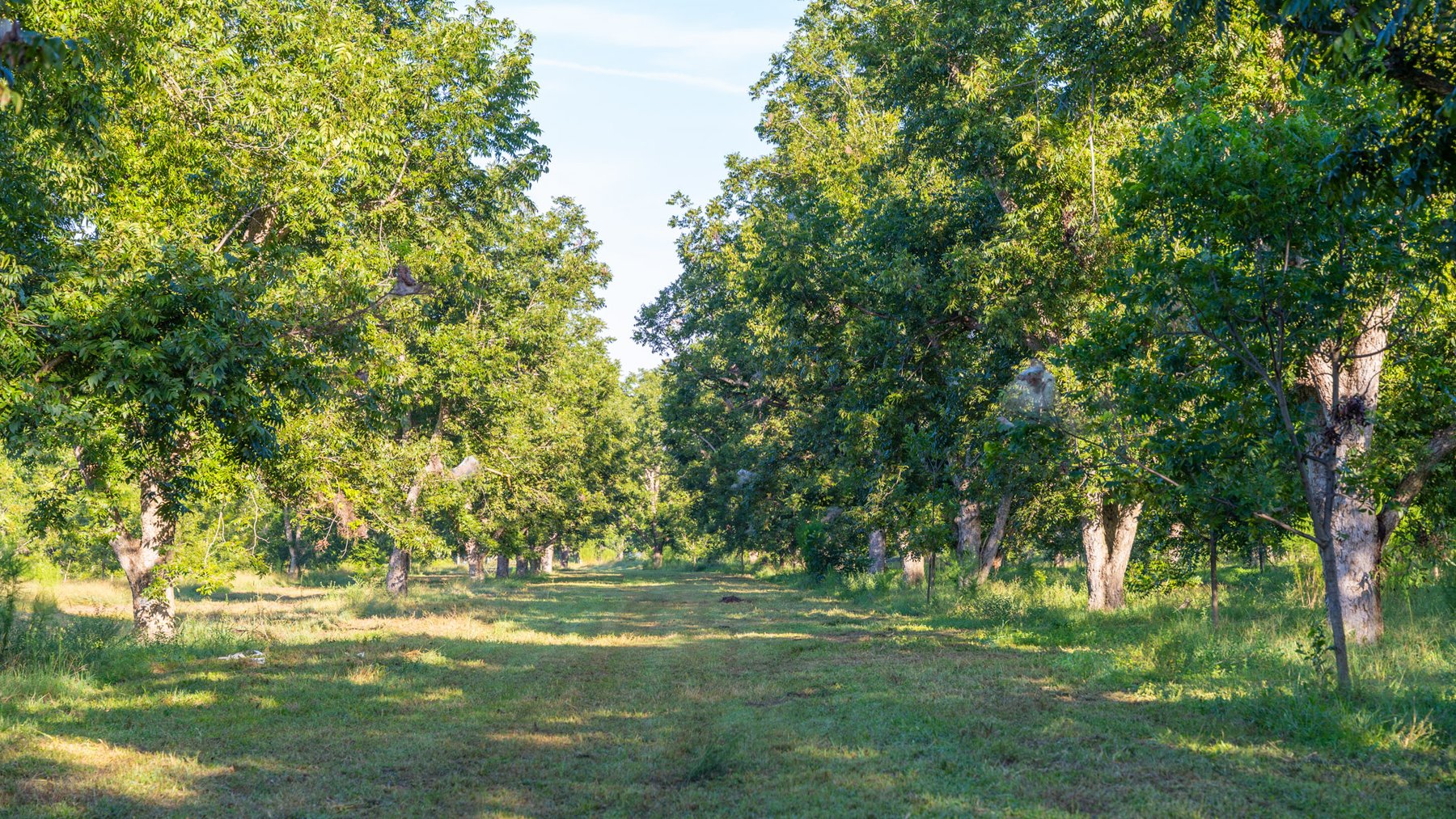 Image for 440± Acres - 7 Rock & Ganas Orchard - Exceptional Road Frontage w/ Mini-Farm Potential & Residential Lots - Irrigated Pecan Orchard with Strong Varieties