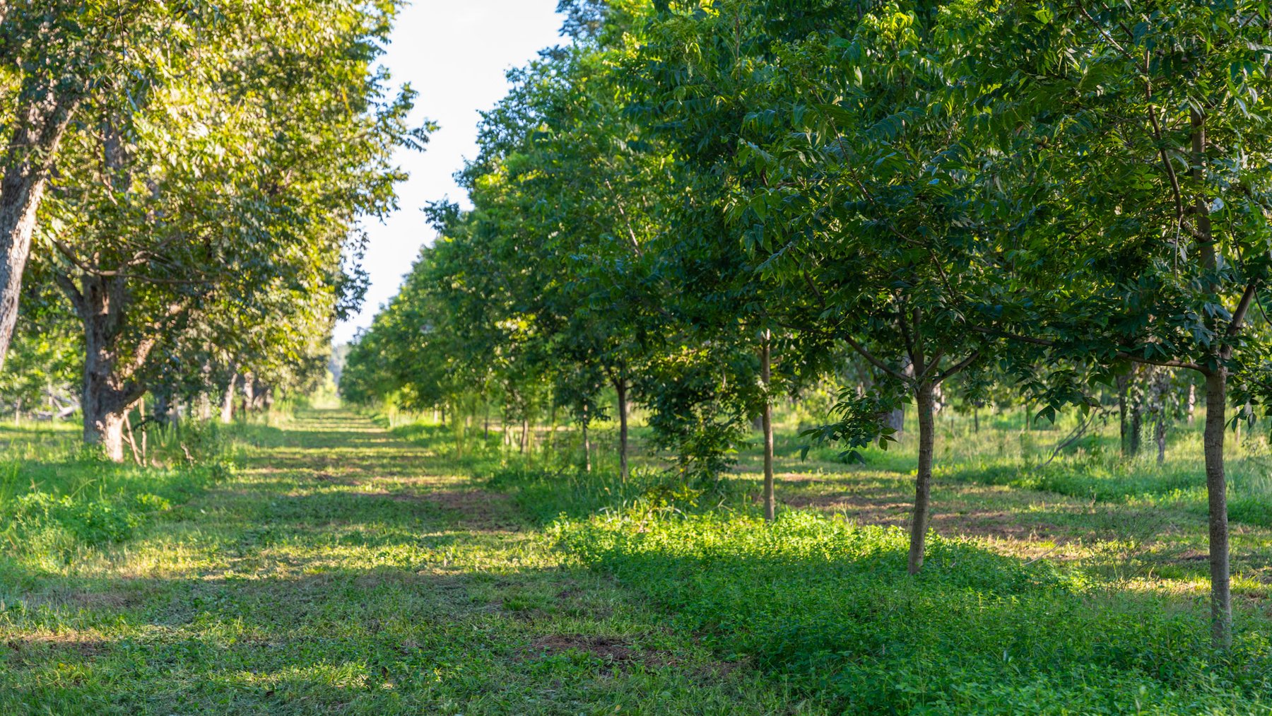 Image for 440± Acres - 7 Rock & Ganas Orchard - Exceptional Road Frontage w/ Mini-Farm Potential & Residential Lots - Irrigated Pecan Orchard with Strong Varieties