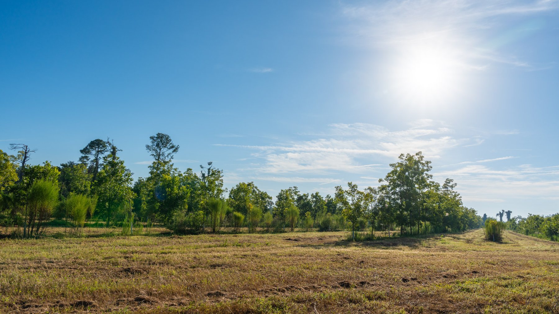Image for 440± Acres - 7 Rock & Ganas Orchard - Exceptional Road Frontage w/ Mini-Farm Potential & Residential Lots - Irrigated Pecan Orchard with Strong Varieties
