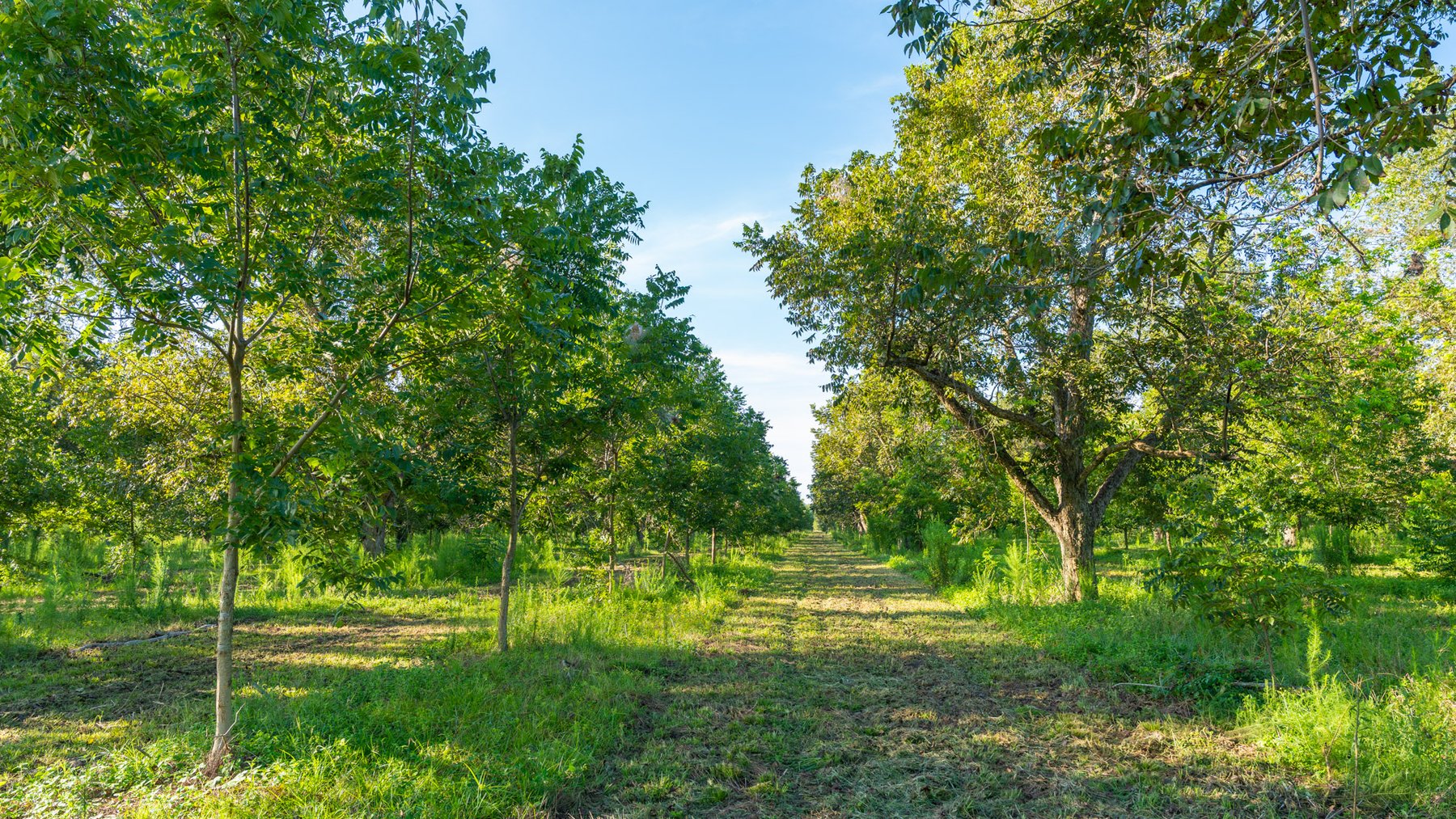 Image for 440± Acres - 7 Rock & Ganas Orchard - Exceptional Road Frontage w/ Mini-Farm Potential & Residential Lots - Irrigated Pecan Orchard with Strong Varieties