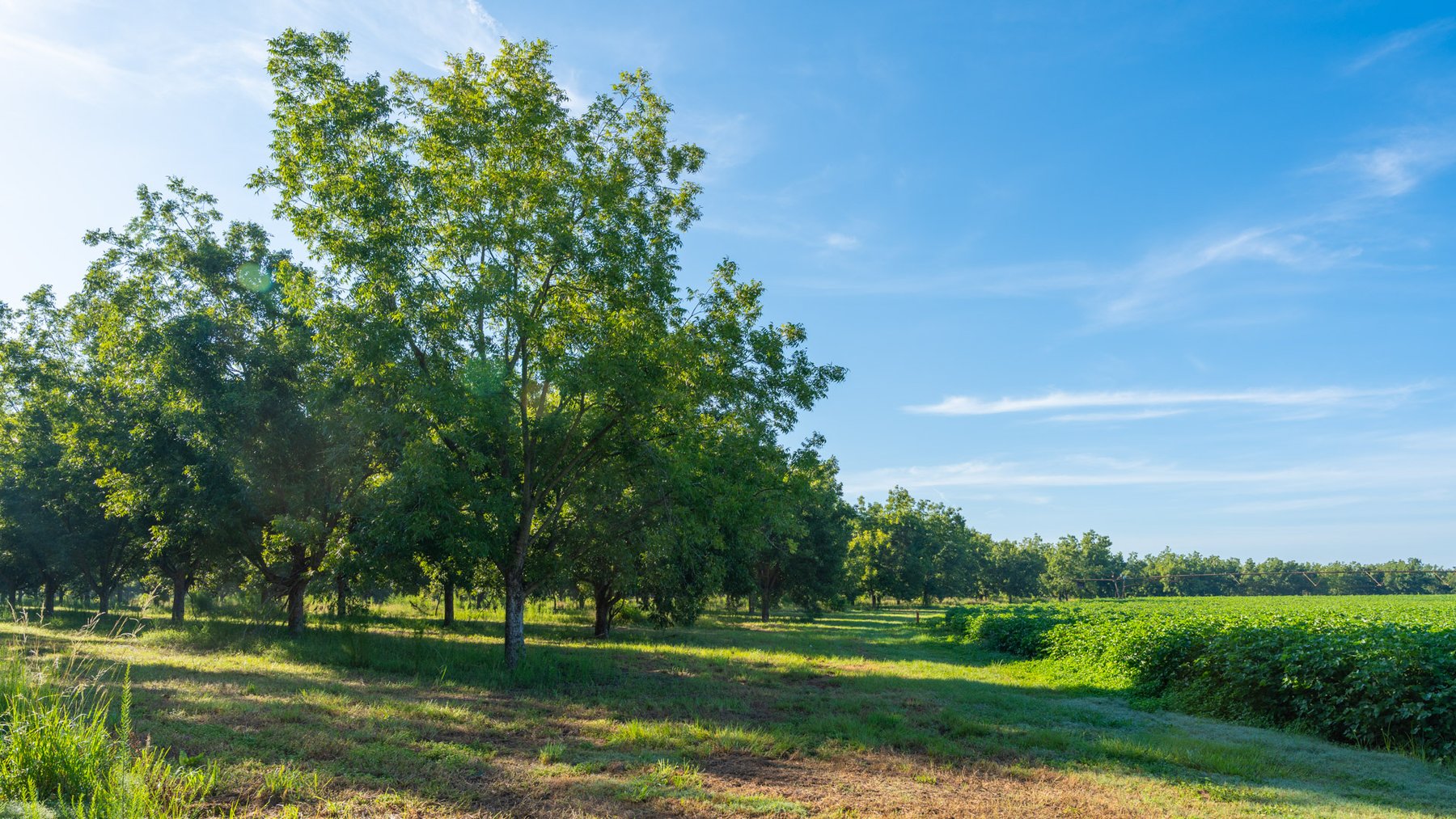 Image for 440± Acres - 7 Rock & Ganas Orchard - Exceptional Road Frontage w/ Mini-Farm Potential & Residential Lots - Irrigated Pecan Orchard with Strong Varieties