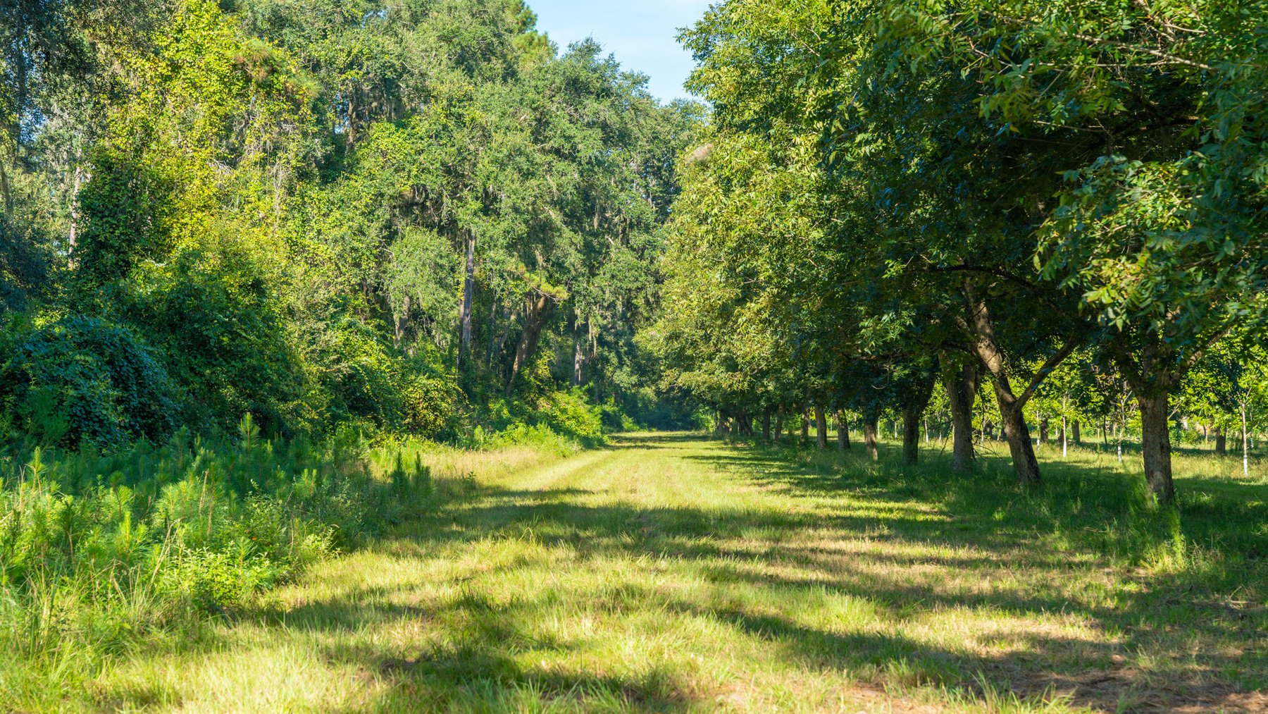 Image for 59± Acres - Owens Orchard - Mini Farm & Estate Potential - Irrigated Pecan Orchard with Wooded Uplands - Strong Investment Appeal