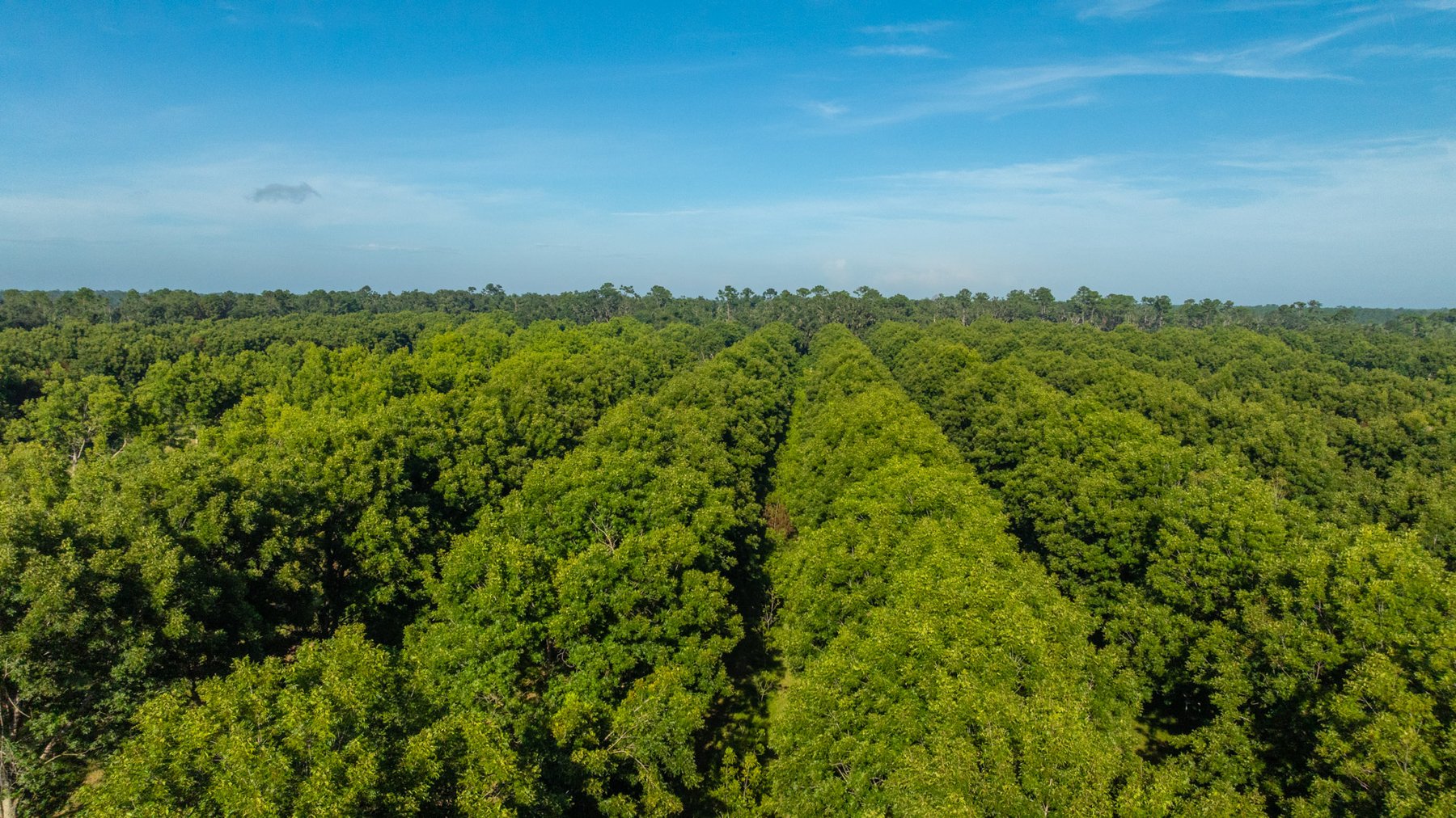 Image for 59± Acres - Owens Orchard - Mini Farm & Estate Potential - Irrigated Pecan Orchard with Wooded Uplands - Strong Investment Appeal