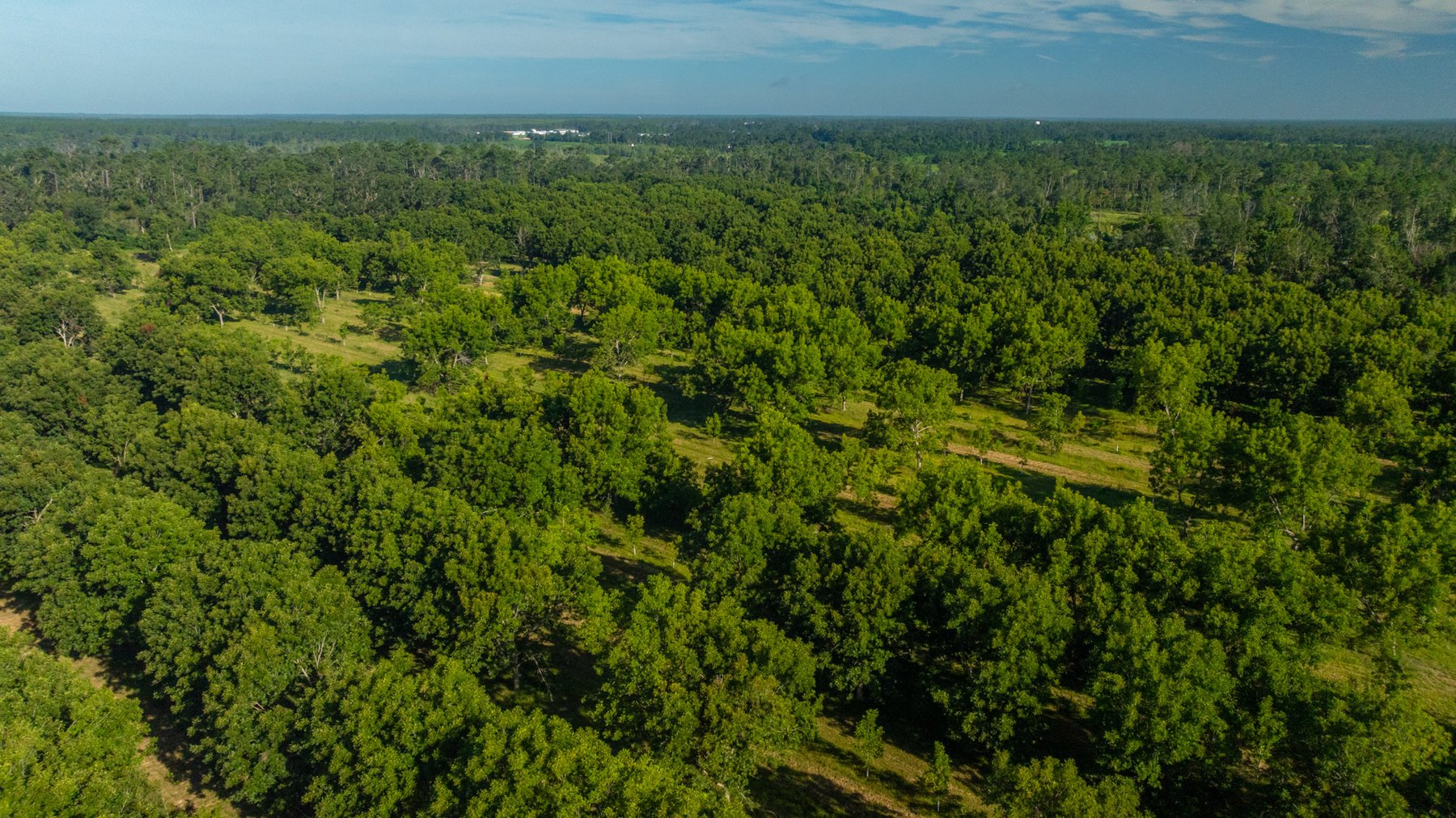 Image for 59± Acres - Owens Orchard - Mini Farm & Estate Potential - Irrigated Pecan Orchard with Wooded Uplands - Strong Investment Appeal