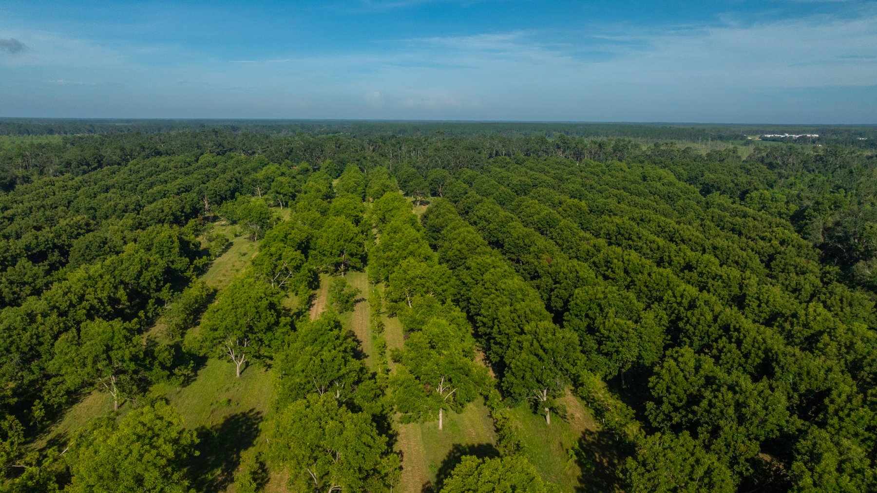 Image for 59± Acres - Owens Orchard - Mini Farm & Estate Potential - Irrigated Pecan Orchard with Wooded Uplands - Strong Investment Appeal