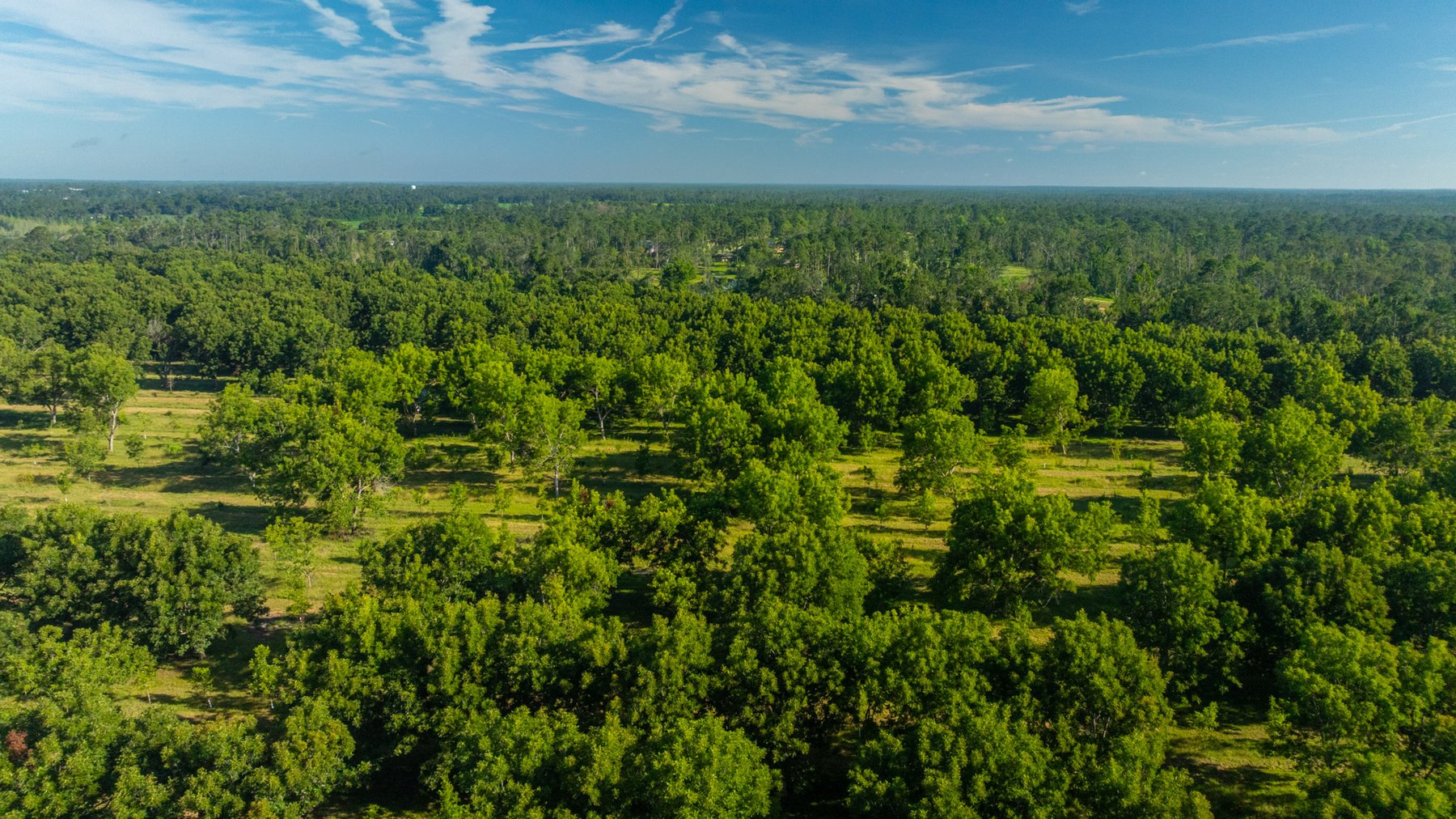 Image for 59± Acres - Owens Orchard - Mini Farm & Estate Potential - Irrigated Pecan Orchard with Wooded Uplands - Strong Investment Appeal