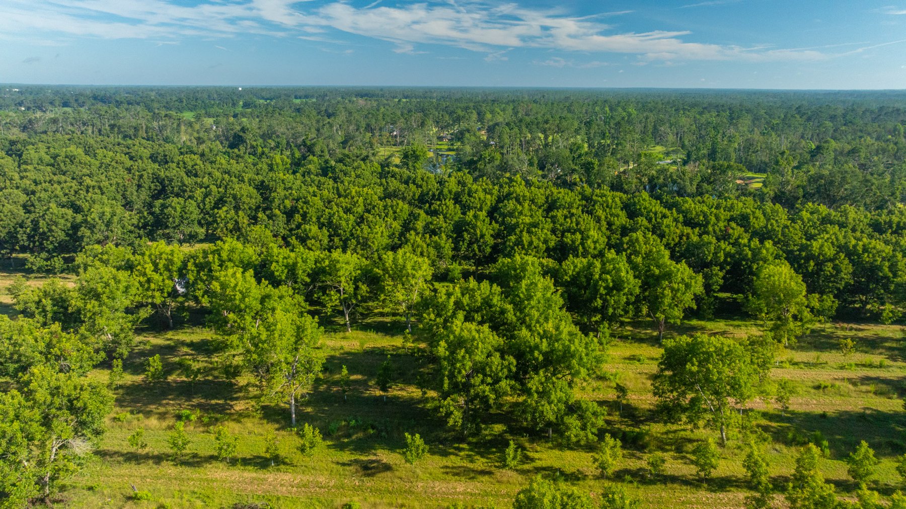 Image for 59± Acres - Owens Orchard - Mini Farm & Estate Potential - Irrigated Pecan Orchard with Wooded Uplands - Strong Investment Appeal