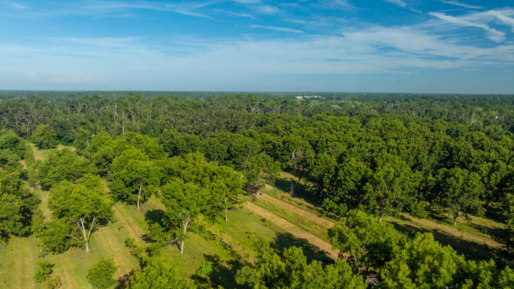Image for 59± Acres - Owens Orchard - Mini Farm & Estate Potential - Irrigated Pecan Orchard with Wooded Uplands - Strong Investment Appeal
