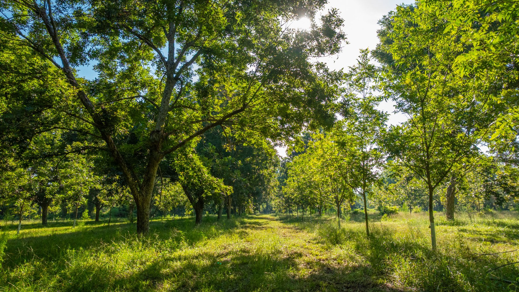 Image for 59± Acres - Owens Orchard - Mini Farm & Estate Potential - Irrigated Pecan Orchard with Wooded Uplands - Strong Investment Appeal