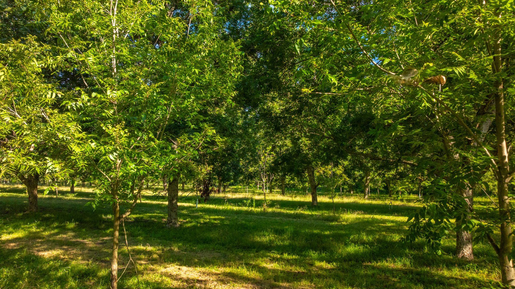 Image for 59± Acres - Owens Orchard - Mini Farm & Estate Potential - Irrigated Pecan Orchard with Wooded Uplands - Strong Investment Appeal