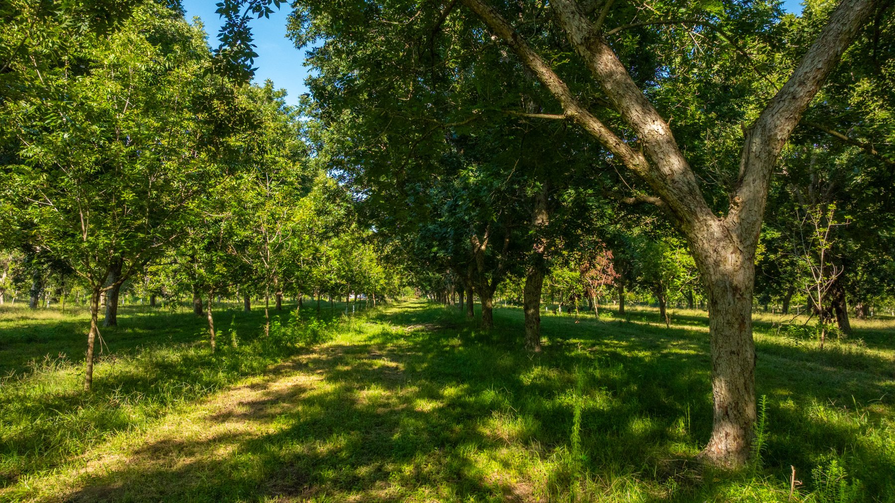 Image for 59± Acres - Owens Orchard - Mini Farm & Estate Potential - Irrigated Pecan Orchard with Wooded Uplands - Strong Investment Appeal