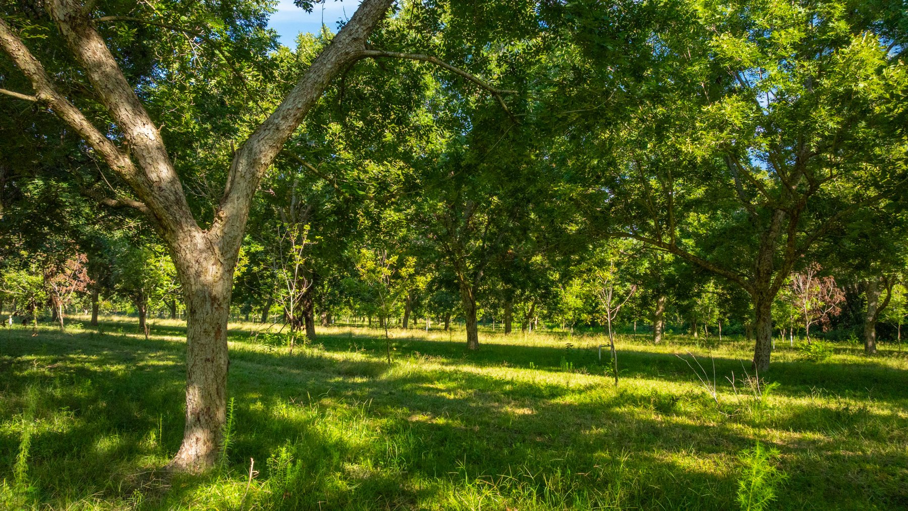 Image for 59± Acres - Owens Orchard - Mini Farm & Estate Potential - Irrigated Pecan Orchard with Wooded Uplands - Strong Investment Appeal
