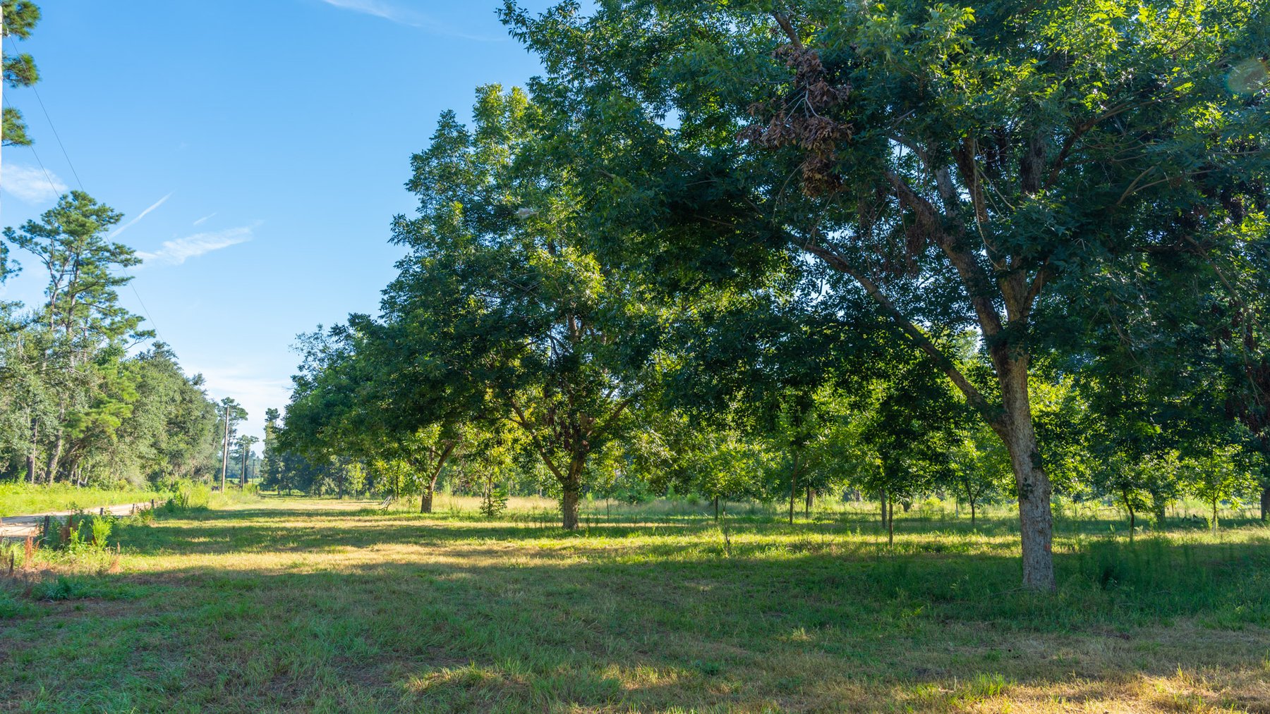 Image for 59± Acres - Owens Orchard - Mini Farm & Estate Potential - Irrigated Pecan Orchard with Wooded Uplands - Strong Investment Appeal