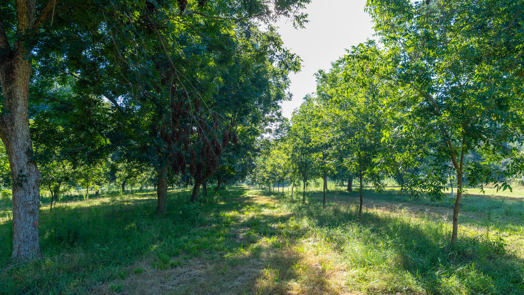 Image for 59± Acres - Owens Orchard - Mini Farm & Estate Potential - Irrigated Pecan Orchard with Wooded Uplands - Strong Investment Appeal