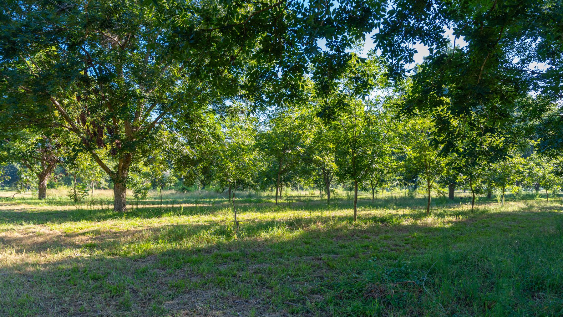 Image for 59± Acres - Owens Orchard - Mini Farm & Estate Potential - Irrigated Pecan Orchard with Wooded Uplands - Strong Investment Appeal