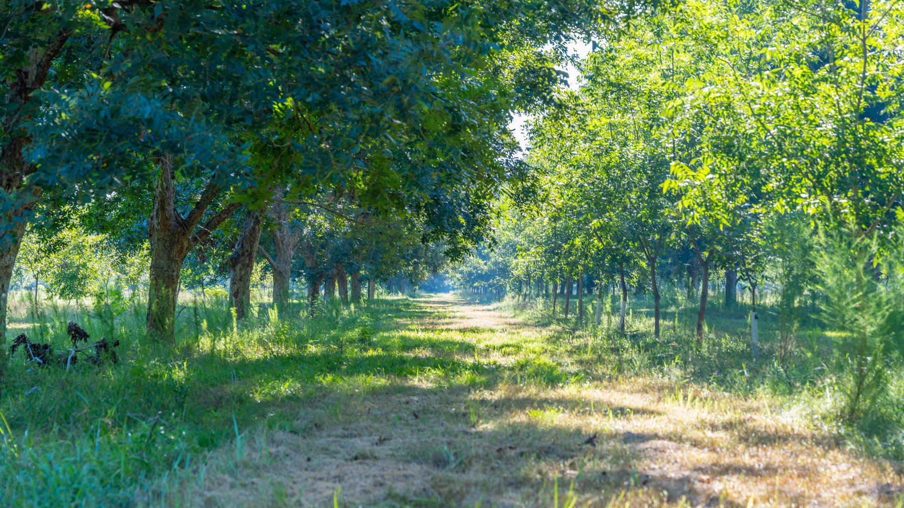 Image for 59± Acres - Owens Orchard - Mini Farm & Estate Potential - Irrigated Pecan Orchard with Wooded Uplands - Strong Investment Appeal