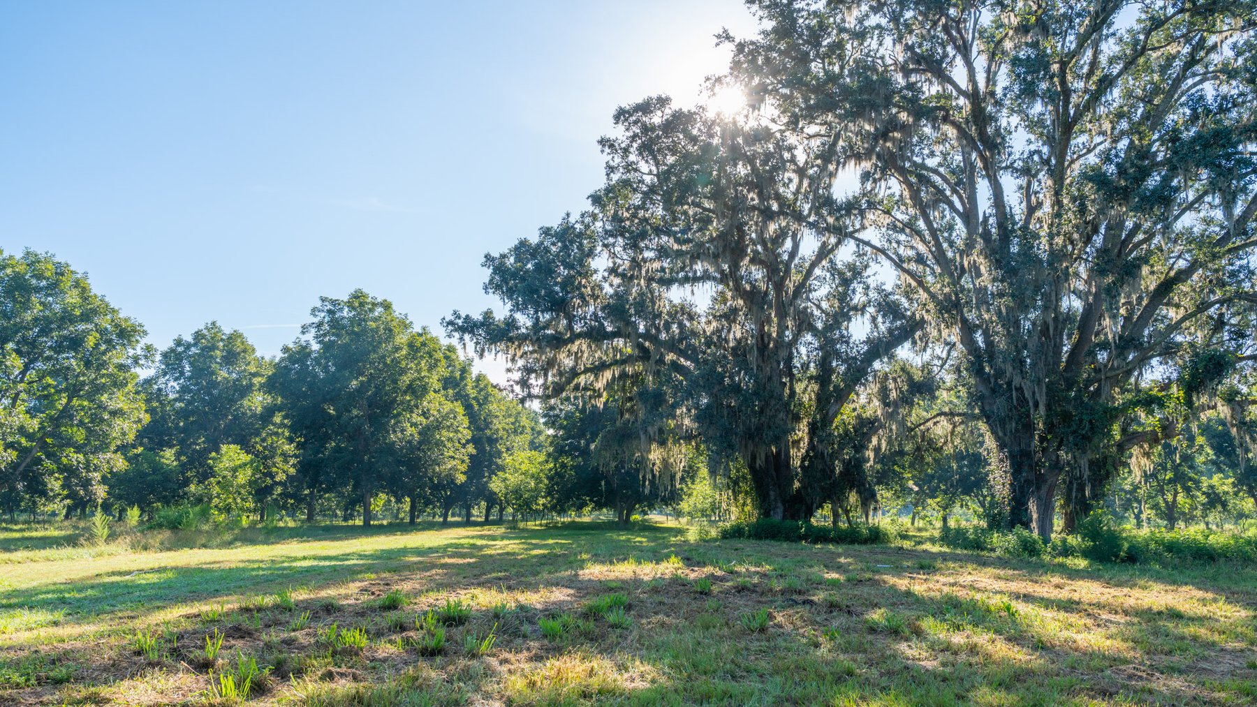 Image for 59± Acres - Owens Orchard - Mini Farm & Estate Potential - Irrigated Pecan Orchard with Wooded Uplands - Strong Investment Appeal