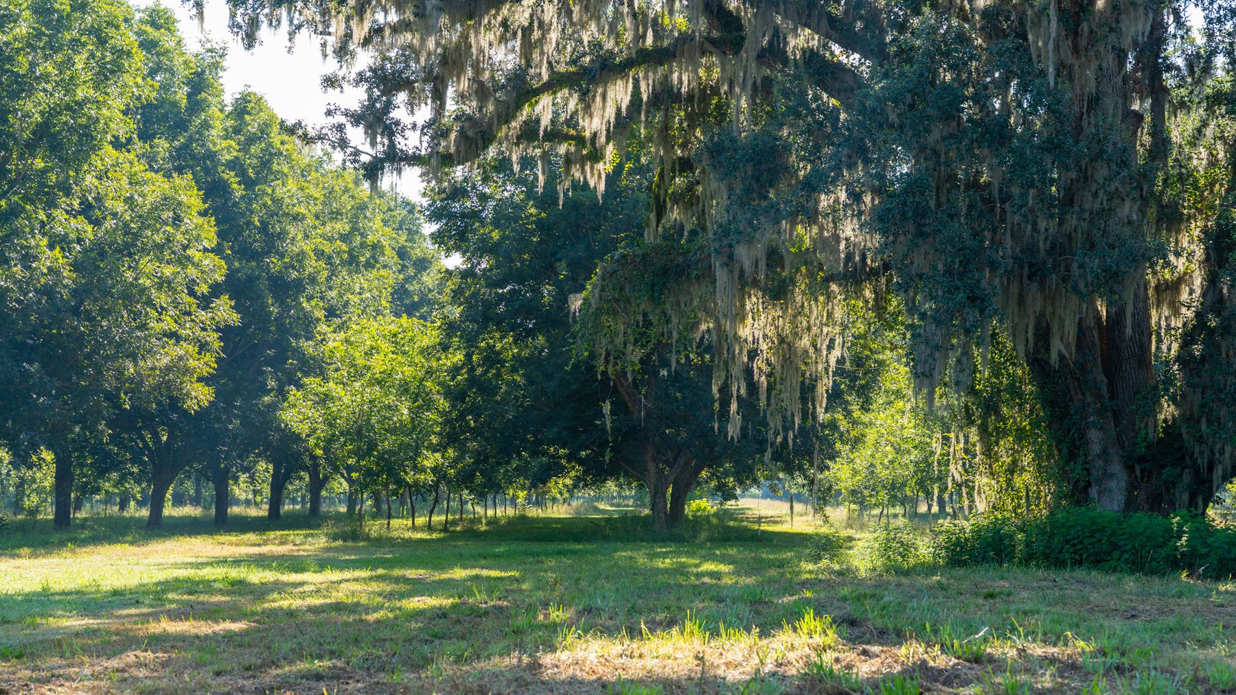 Image for 59± Acres - Owens Orchard - Mini Farm & Estate Potential - Irrigated Pecan Orchard with Wooded Uplands - Strong Investment Appeal