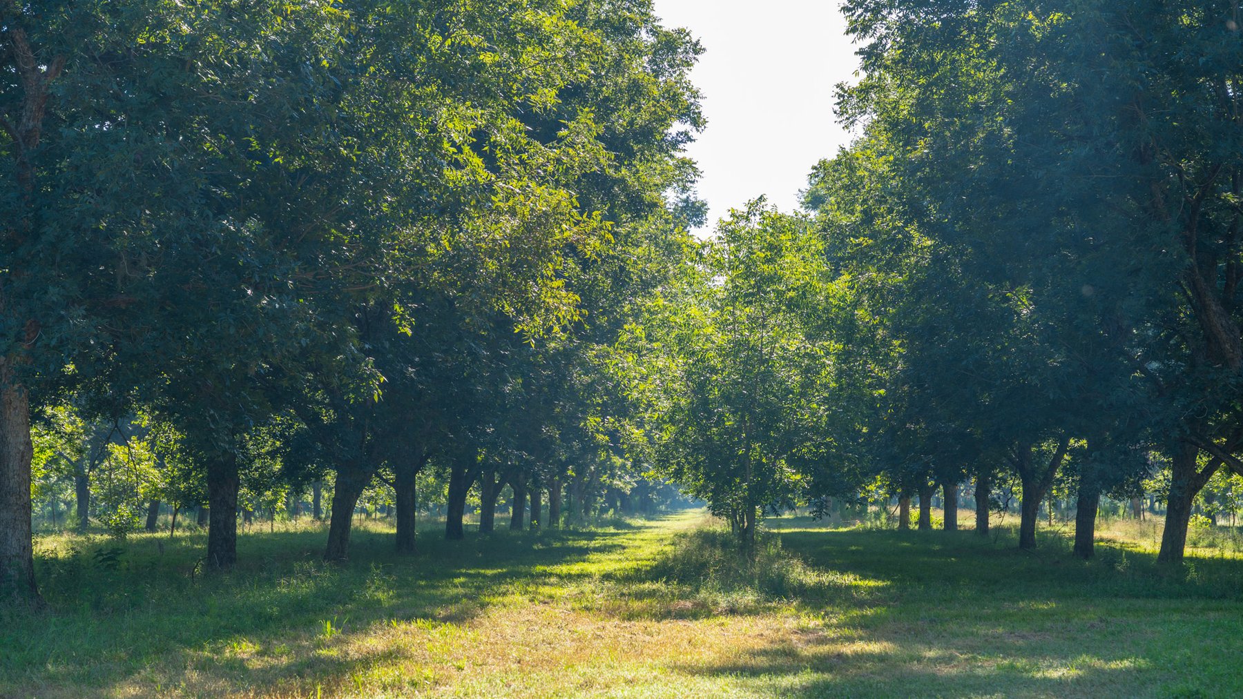 Image for 59± Acres - Owens Orchard - Mini Farm & Estate Potential - Irrigated Pecan Orchard with Wooded Uplands - Strong Investment Appeal
