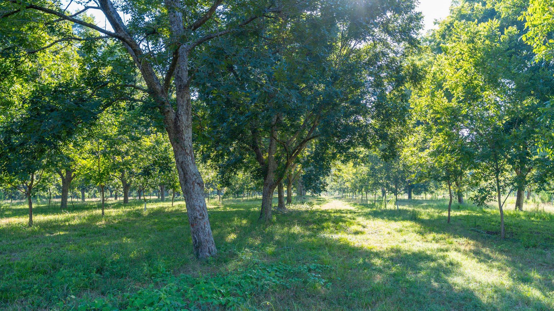 Image for 59± Acres - Owens Orchard - Mini Farm & Estate Potential - Irrigated Pecan Orchard with Wooded Uplands - Strong Investment Appeal
