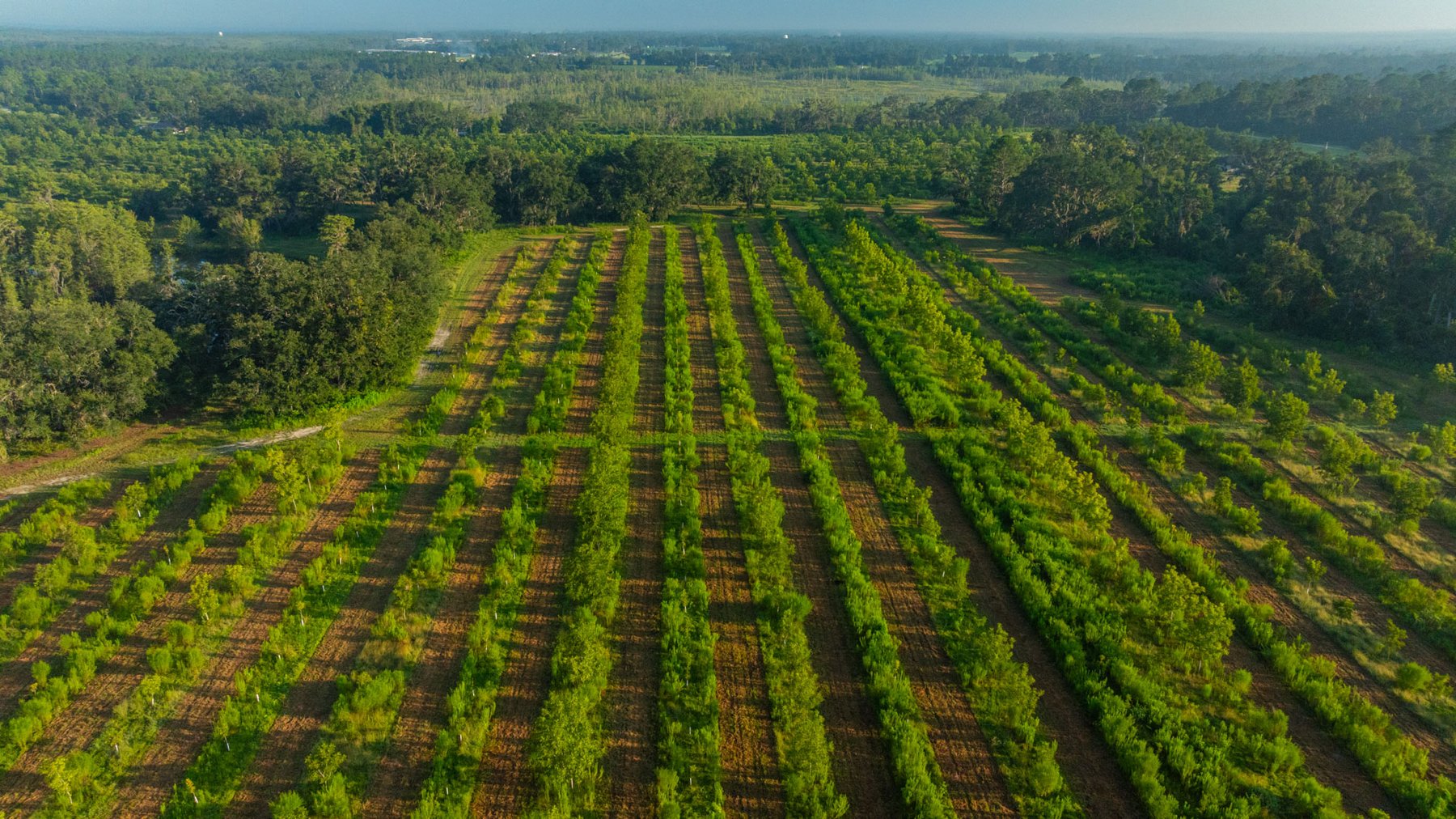 Image for 143± Acres - Darsey Orchard - Surrounded by Residential Growth with Mini-Farm Opportunities - Irrigated Pecan Orchard with Ample Frontage